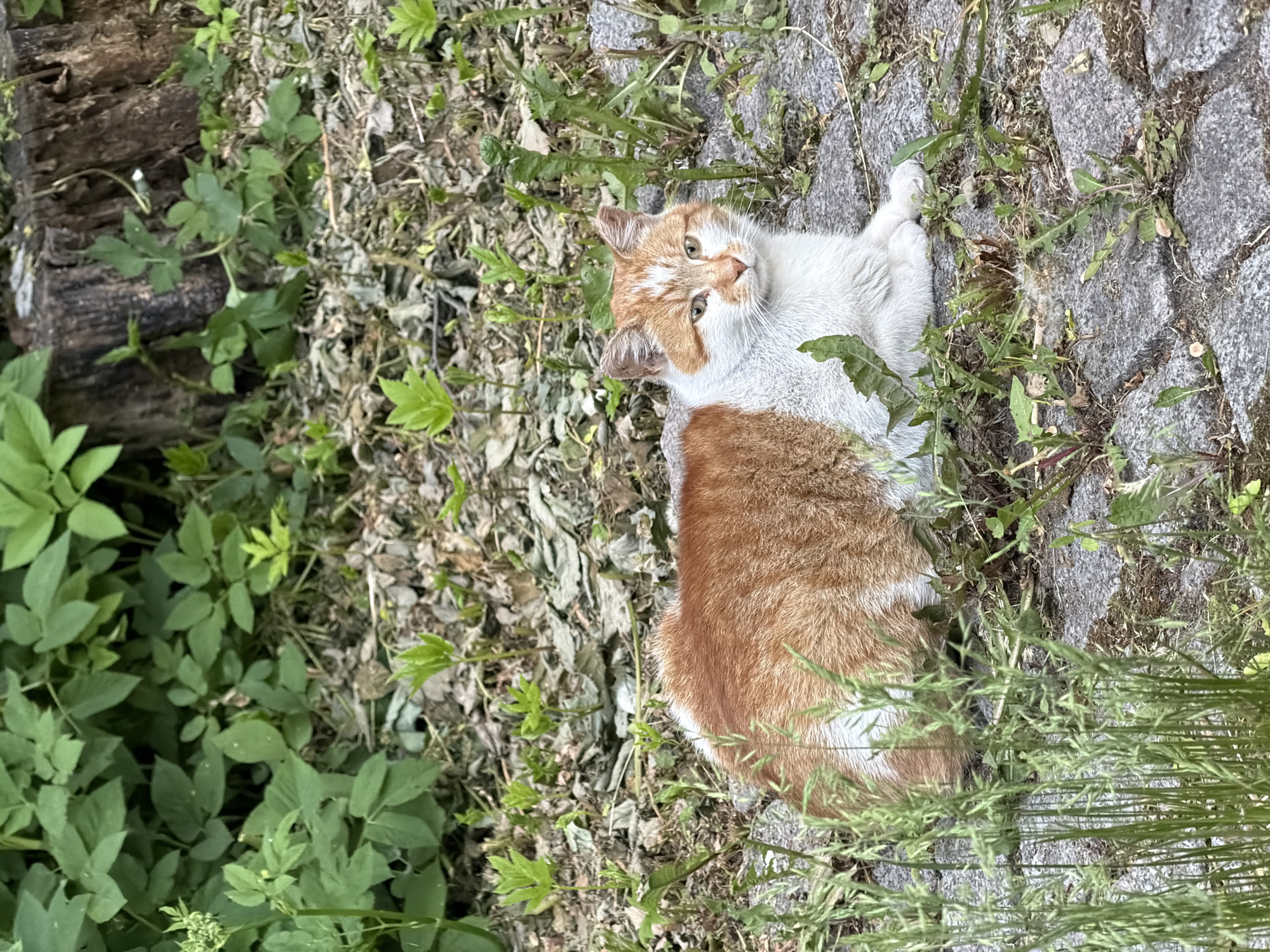 The image presents a domestic feline, identified as a bi-color cat with ginger and white fur, resting on an outdoor surface. The cat's dorsal side, head, and tail are primarily ginger (reddish-brown), while its ventral side, paws, and facial markings around the muzzle are white. Its eyes are amber-colored, and its expression is alert and calm, directed slightly to the right of the viewer. The cat's fur exhibits a slightly rough or unkempt texture.
The ground surface comprises irregular grey paving stones, with substantial growth of various green plants and weeds protruding from the cracks and surrounding soil. In the immediate foreground, particularly on the left, tall, slender green grasses obscure a portion of the cat's lower body. Drier, brown organic matter and sparse green shoots are visible in the mid-ground behind the cat. The upper left background consists of dense, lush green foliage, indicative of bushes or undergrowth. To the upper right, a dark brown, textured tree stump or exposed root system is prominent. The scene is illuminated by natural, diffused daylight, suggesting an overcast condition or a shaded area, with no harsh shadows. The presence of vibrant green vegetation suggests the season is either spring or summer.
No discernible landmarks, unique architectural elements, or identifying signage are present within the image to definitively confirm the specific location as the city of Saint Petersburg, Russia. The environment suggests a natural or semi-urban outdoor setting, such as a park, garden edge, or an unkempt area within a city.