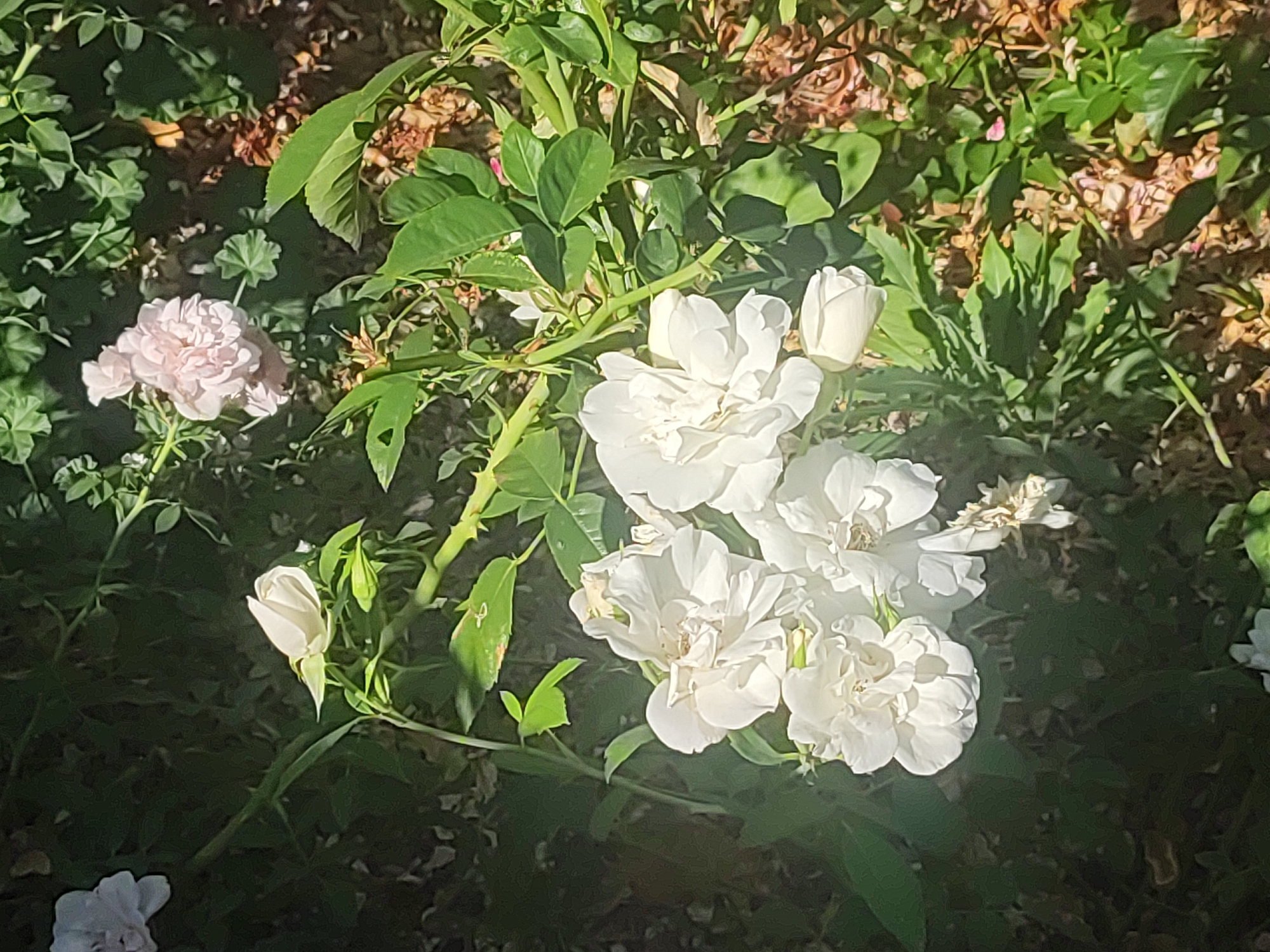 The image displays a close-up view of a rose bush with several white roses in bloom and one pink rosebud. The white roses are clustered together on a green stem, with some petals appearing slightly wilted. The pink rosebud is located to the left of the main cluster of white roses. The background is filled with green foliage and shadowed areas, suggesting an outdoor setting. The lighting suggests it is daytime, with sunlight filtering through the leaves. The image appears to be taken in the gardens of La Granja de San Ildefonso in Real Sitio de San Ildefonso, Spain, a location known for its extensive formal gardens and fountains. No people or specific actions are depicted.