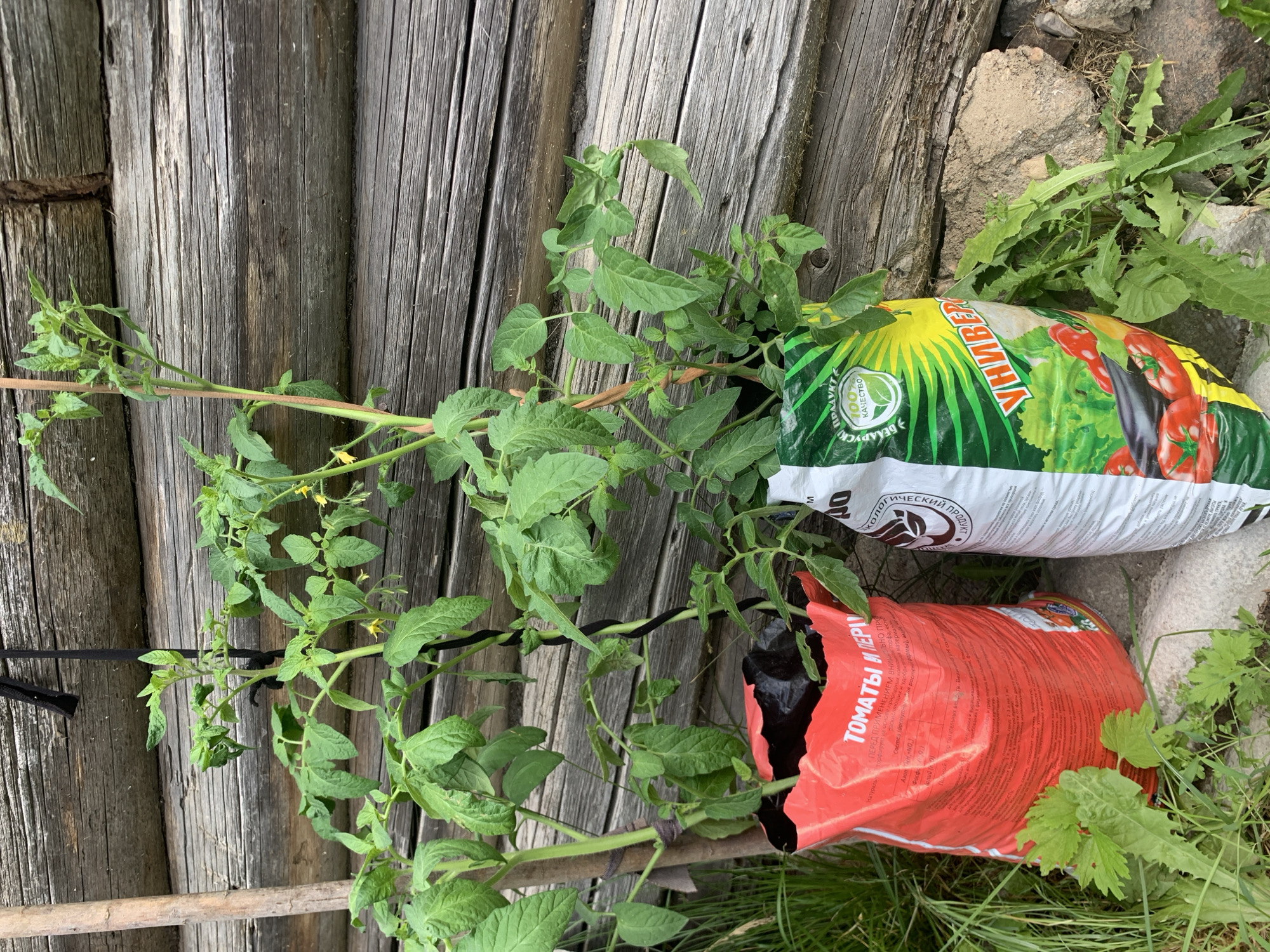 In a rural setting in Відзаўскі сельскі Савет, Belarus, two young tomato plants are positioned in bags of soil against a weathered wooden wall. The left bag is red and features Russian text, likely indicating its contents are for tomatoes and peppers. The right bag is a mix of green, yellow, and white, also with Russian text and imagery of vegetables like tomatoes and eggplants, suggesting it's a universal soil mix. The plants are supported by wooden stakes. The ground is a mix of dirt, grass, and rocks. The overall scene suggests a garden or preparation for planting.