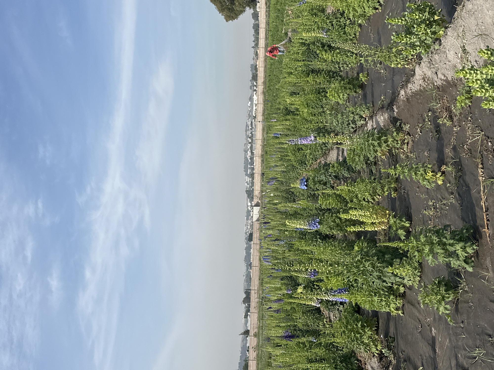 The image shows a field of flowers in San Luis Tehuiloyocan, Mexico. The flowers are predominantly tall with green foliage and some with blue or yellow blooms. The field is divided into rows with black plastic or fabric laid between them. A person in a red shirt is visible working among the plants. In the background, there is a line of trees, followed by buildings, and the sky is a light blue with some clouds. The atmosphere appears hazy.