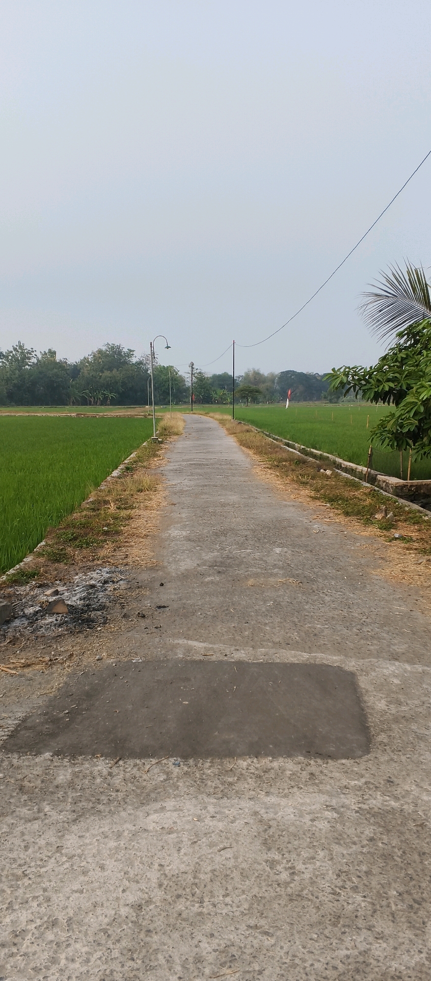 A vertical, eye-level, full shot captures a concrete pathway winding through a rural landscape in Japanan, Indonesia. The pathway, which occupies the center of the frame, is flanked by vibrant green rice paddies on either side. The sky above is a pale, overcast grey, with a thin, dark power line stretching horizontally across the upper portion of the image.
On the left side of the pathway, the edge of the rice field is bordered by dry, brown grass and some burnt debris. A streetlamp with a curved arm stands on the left, near the start of the pathway, and another pole with electrical wires is visible further down on the right. In the distance, a line of lush green trees forms a dense backdrop, with a few taller trees scattered throughout.
On the right side of the pathway, there's a strip of dry grass and then the edge of another rice paddy. A tree with green leaves is prominently positioned in the mid-right of the frame, partially obscuring the view of the rice field. A red and white Indonesian flag is visible in the distance, planted in the rice field on the right. The overall scene suggests a tranquil, agricultural environment under a muted sky.
