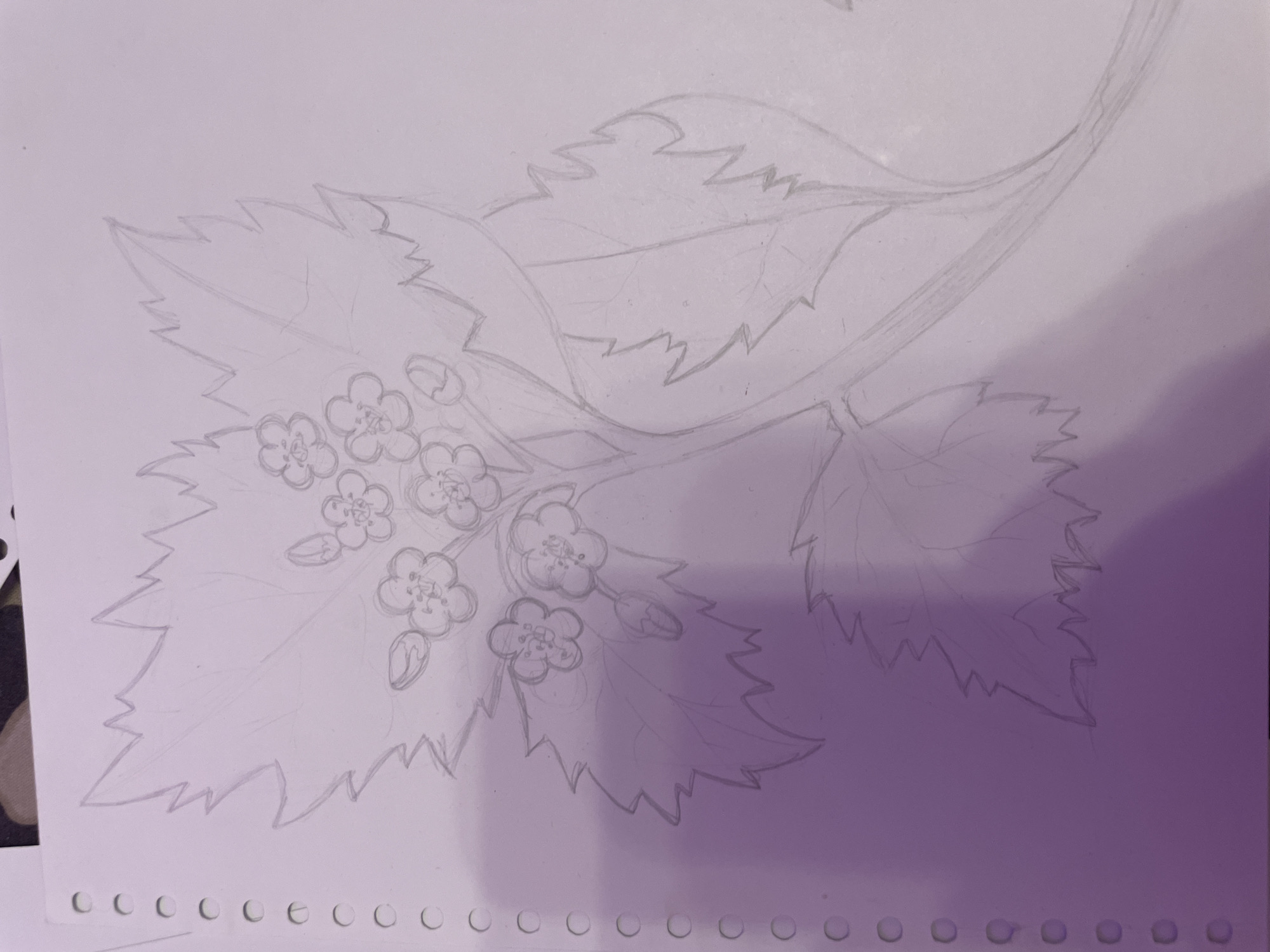 The image displays a pencil sketch of a flowering branch with leaves on white paper. The branch extends from the bottom right corner and curves upwards. Several leaves with serrated edges are visible, along with clusters of small, five-petaled flowers. Some flower buds are also depicted. The drawing is unfinished, with some lines faint and others more defined. The paper has a perforated edge on the left side, suggesting it is from a sketchpad or notebook. The lighting in the image casts a purplish hue, likely from an external light source. There are no people or any discernible elements of a city environment present in the sketch. The location of Zmeinyi, Russia, is not depicted or suggested in the drawing.