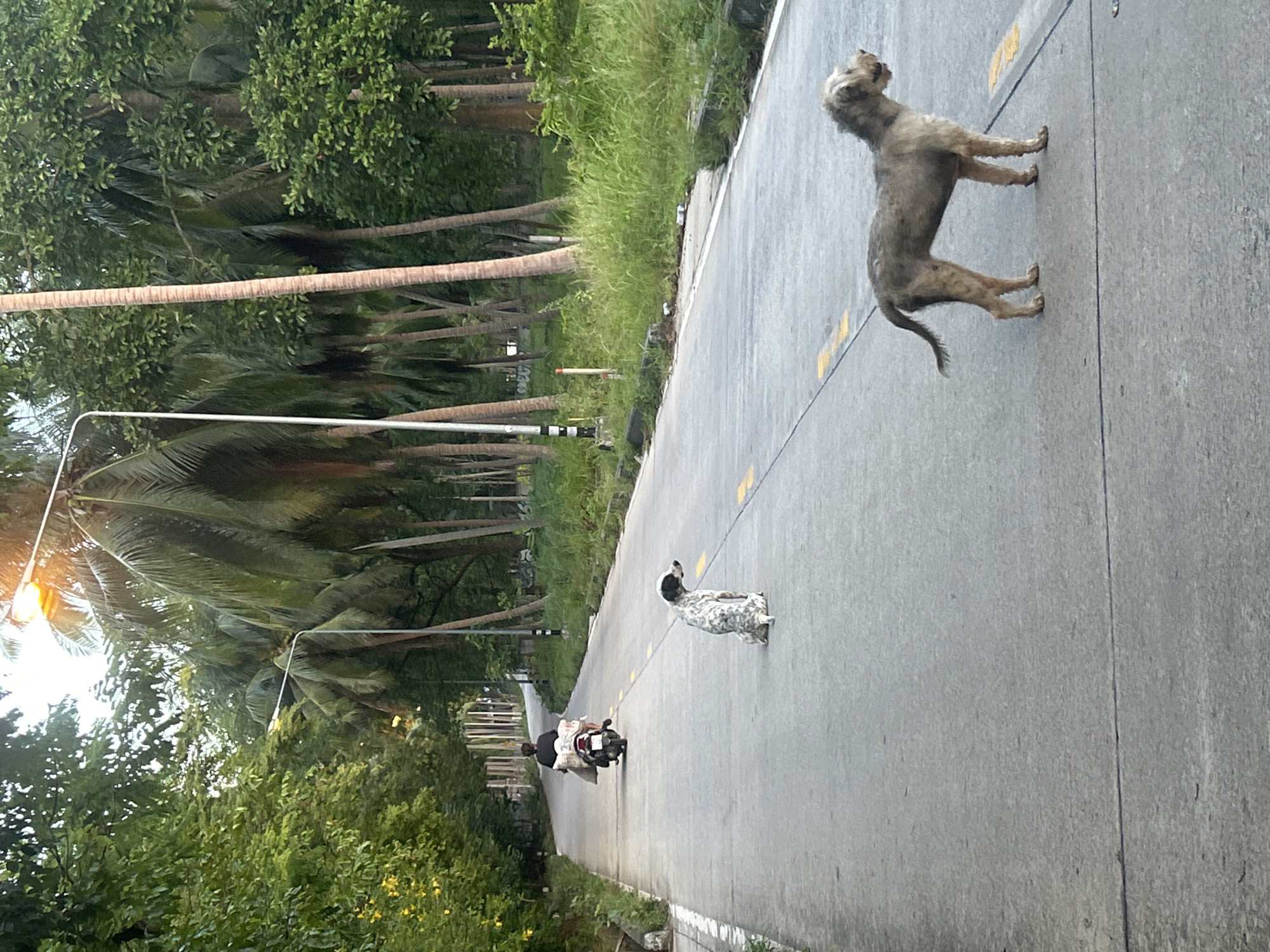 The image depicts a road in the Ko Pha-ngan District, Thailand, lined with palm trees. In the foreground, two dogs are present on the asphalt road. A medium-sized, scruffy, light-colored dog stands facing right, with its tail slightly raised. Behind it and further down the road, a smaller, black and white spotted dog is sitting facing left. A person is riding a motorcycle in the distance, also heading away from the camera. The road has yellow markings. The environment is lush with green foliage from the trees and vegetation bordering the road, and there are streetlights visible. The lighting suggests it is either early morning or late afternoon.