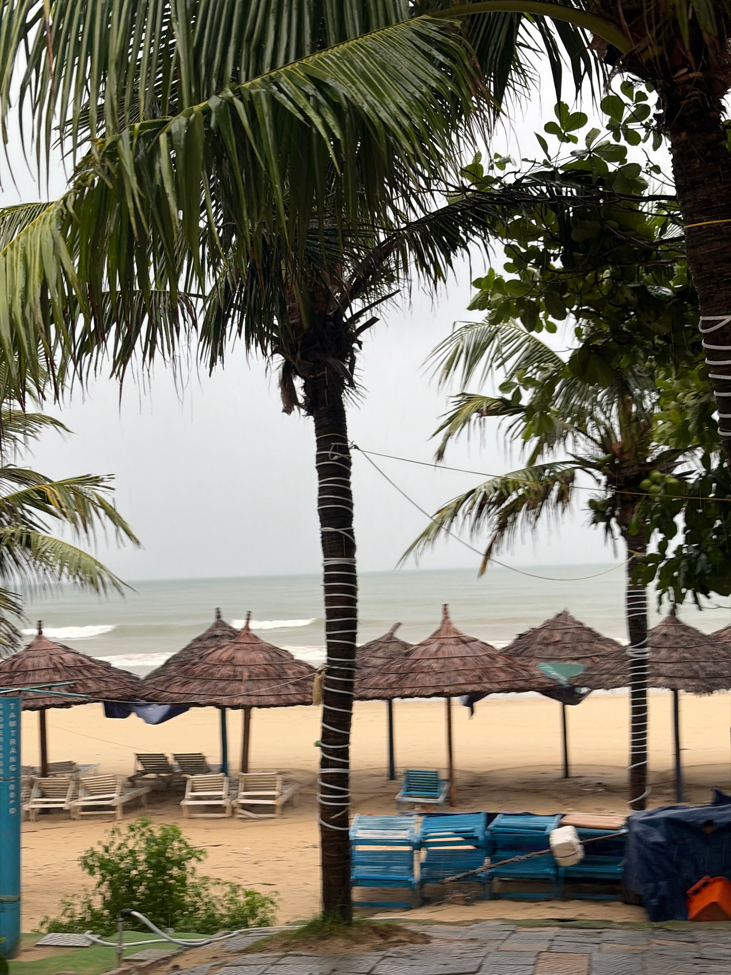 The image depicts a beach scene in Da Nang, Vietnam. In the foreground, there are paved stones and some green foliage. Behind this, the sandy beach is lined with thatched umbrellas supported by wooden poles, with lounge chairs visible underneath some of them. Several stacks of blue lounge chairs are piled up near the right side of the frame, some covered with a dark blue tarp and an orange object. Palm trees with long, fronded leaves dominate the upper portion of the image, with their trunks wrapped in white material. The ocean is visible in the background, with gentle waves and a cloudy, overcast sky. The overall impression is that of a quiet, possibly rainy or overcast day at a tropical beach resort.