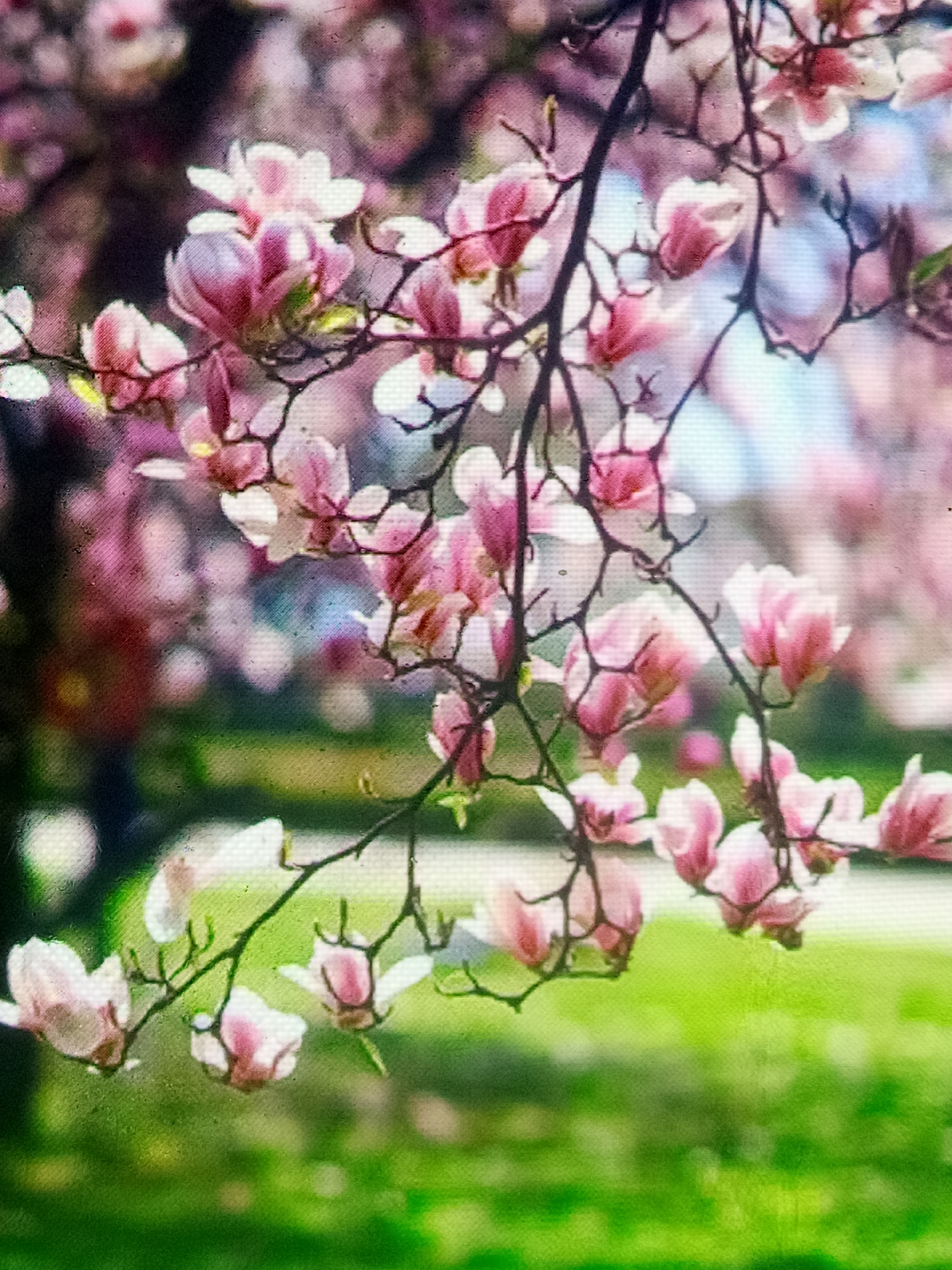 The image displays a close-up of a blooming magnolia tree with pink and white flowers against a blurred green background of grass and some darker foliage. The blossoms are the primary focus, with branches extending across the frame. The overall impression is one of spring beauty, with soft lighting and a gentle focus that blurs the background elements. The scene appears to be outdoors, possibly in a park or garden setting.