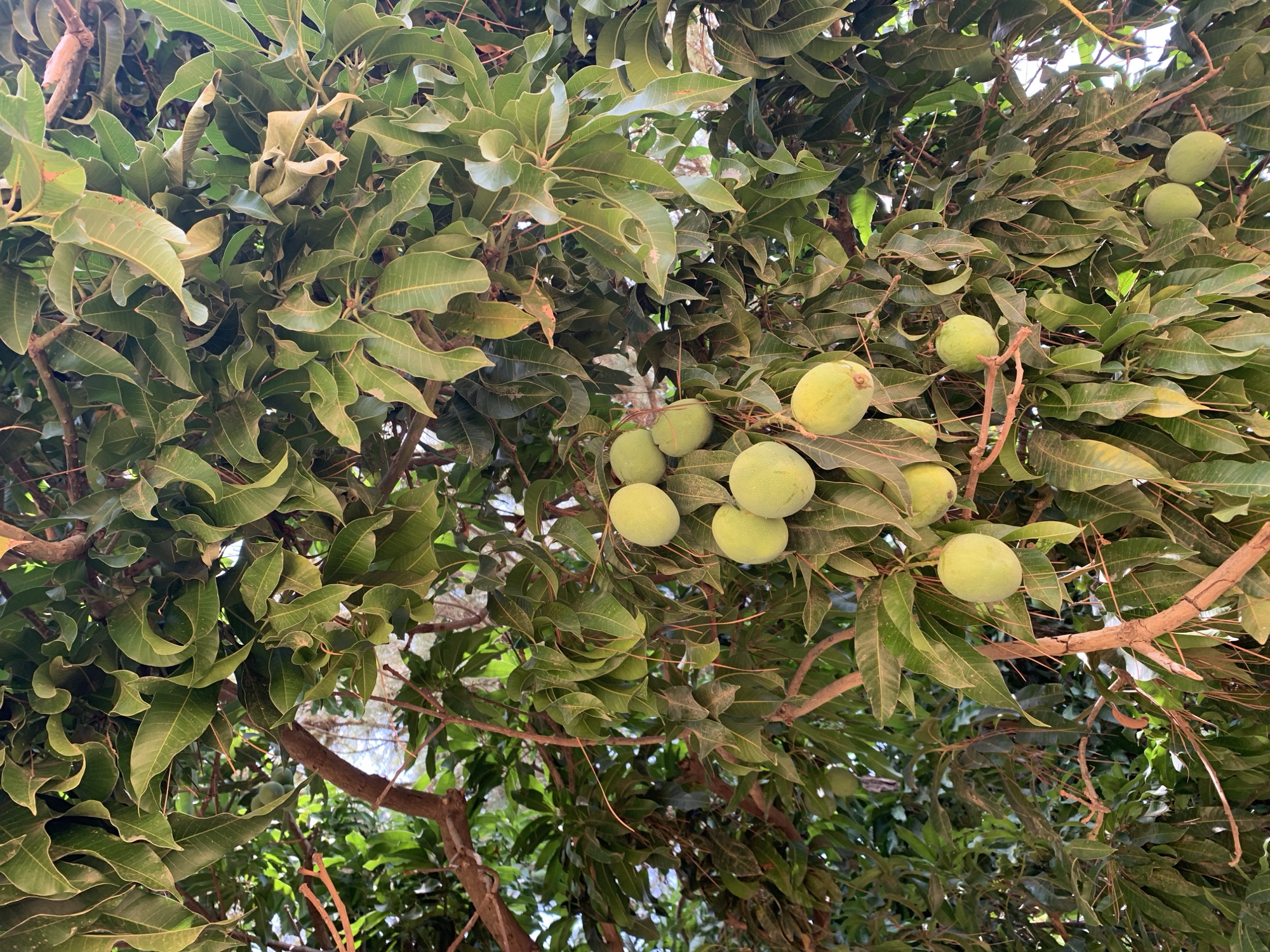 The image shows a mango tree laden with unripe green mangoes in Rafin Par, Nigeria. The tree is densely covered in leaves, and several clusters of mangoes are visible hanging from the branches. The branches themselves are brown and weathered. The leaves are mostly green, with some showing signs of drying or damage. The background shows other trees and glimpses of the sky.