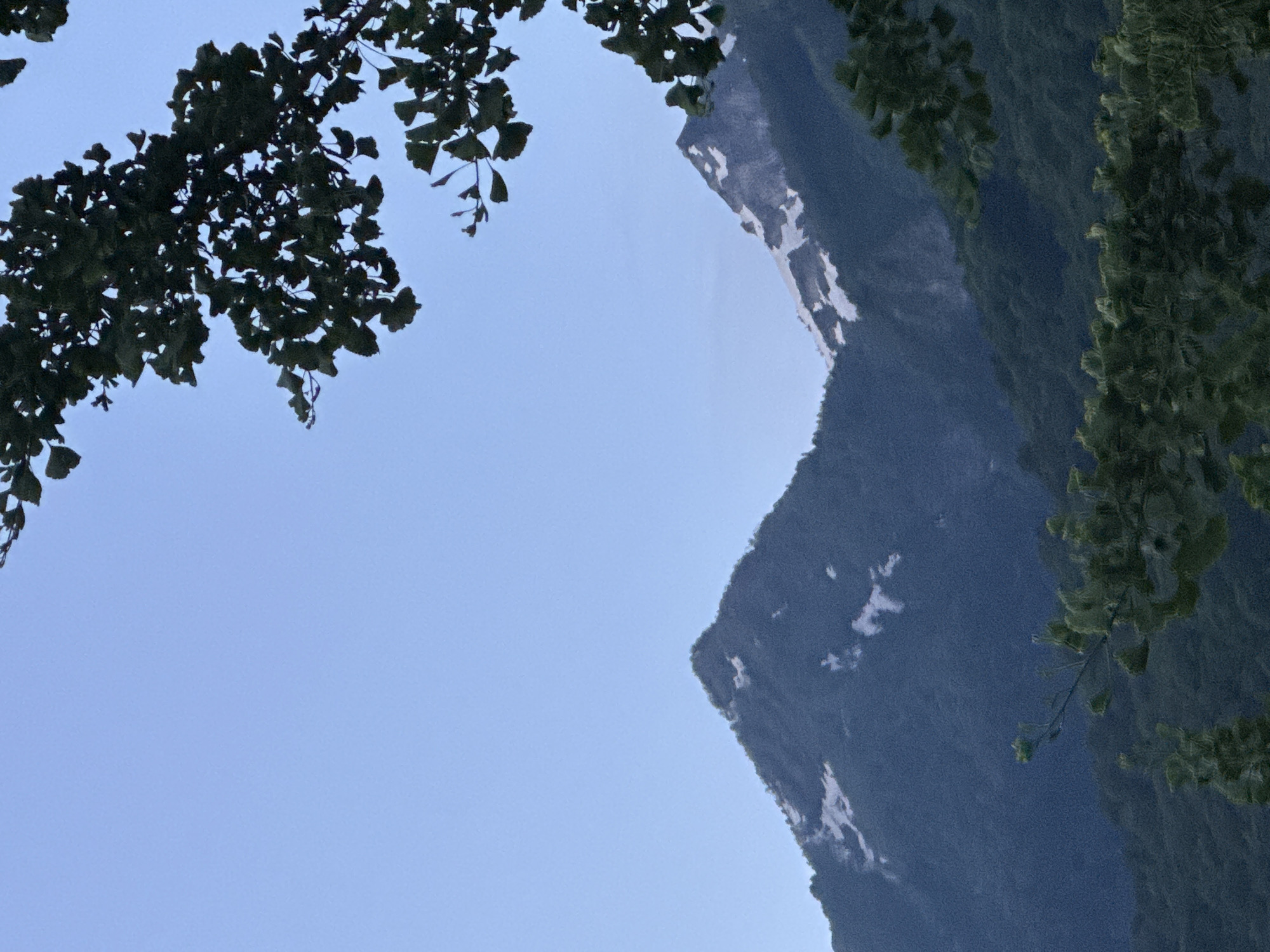 The image depicts a mountain landscape under a pale blue sky, likely during dawn or dusk. Two prominent, dark green, tree-covered mountains rise in the background. The peaks of both mountains are dusted with snow, with patches of white scattered across their upper slopes. In the foreground, branches of a Ginkgo tree, with its distinctive fan-shaped leaves, frame the scene from the top and bottom. The foliage of the Ginkgo is a dark green, contrasting with the lighter green of the forested mountains. The overall impression is one of serene natural beauty. This scene is consistent with the mountainous terrain found around Krasnaya Polyana, Russia, a well-known resort area nestled in the Caucasus Mountains.