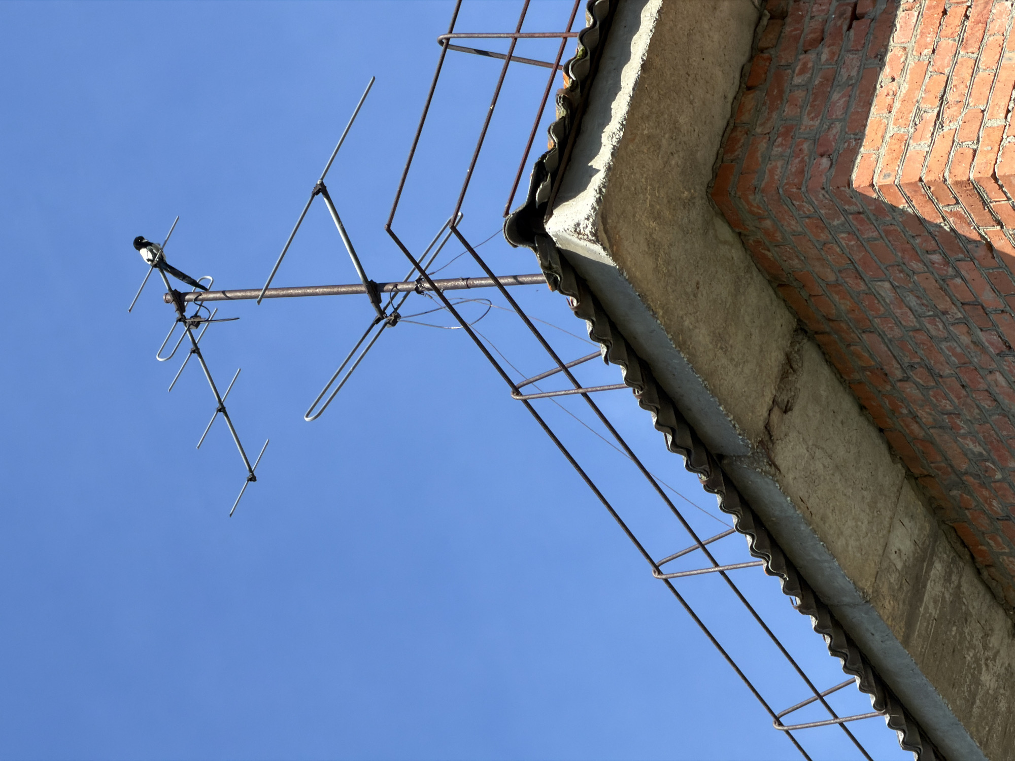 A bird with black and white plumage is perched atop a metal television antenna against a clear blue sky. The antenna is mounted on the roof of a building, which is constructed with red bricks. A corrugated roof extends from the building, and a rusty metal railing runs along the edge of the roof. The scene is framed from a low angle, looking up at the antenna and the bird.