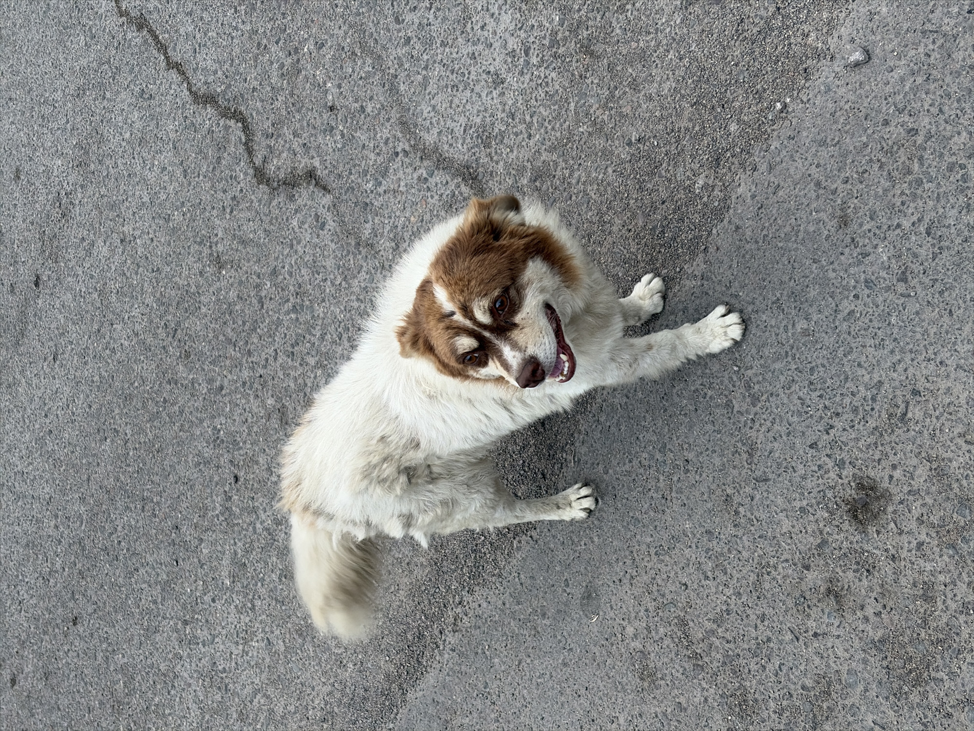 This media file is a high-angle, full shot of a medium-sized dog with white and brown fur lying on a grey asphalt surface. The dog is looking up at the camera with its mouth open, appearing to be panting or smiling. Its ears are perked, and its eyes are a warm brown. The asphalt surface is cracked in places, with a visible thin, dark line indicating a crack in the upper left portion of the image. Some small pebbles and debris are scattered on the ground. The lighting suggests it is daytime, possibly under bright sunlight, given the clarity and contrast in the image. The scene appears to be outdoors, likely on a street or pavement in Kant, Kyrgyzstan, given the provided location context. There is no visible text in the image. The dog's relaxed posture and open mouth suggest a comfortable or playful mood.
