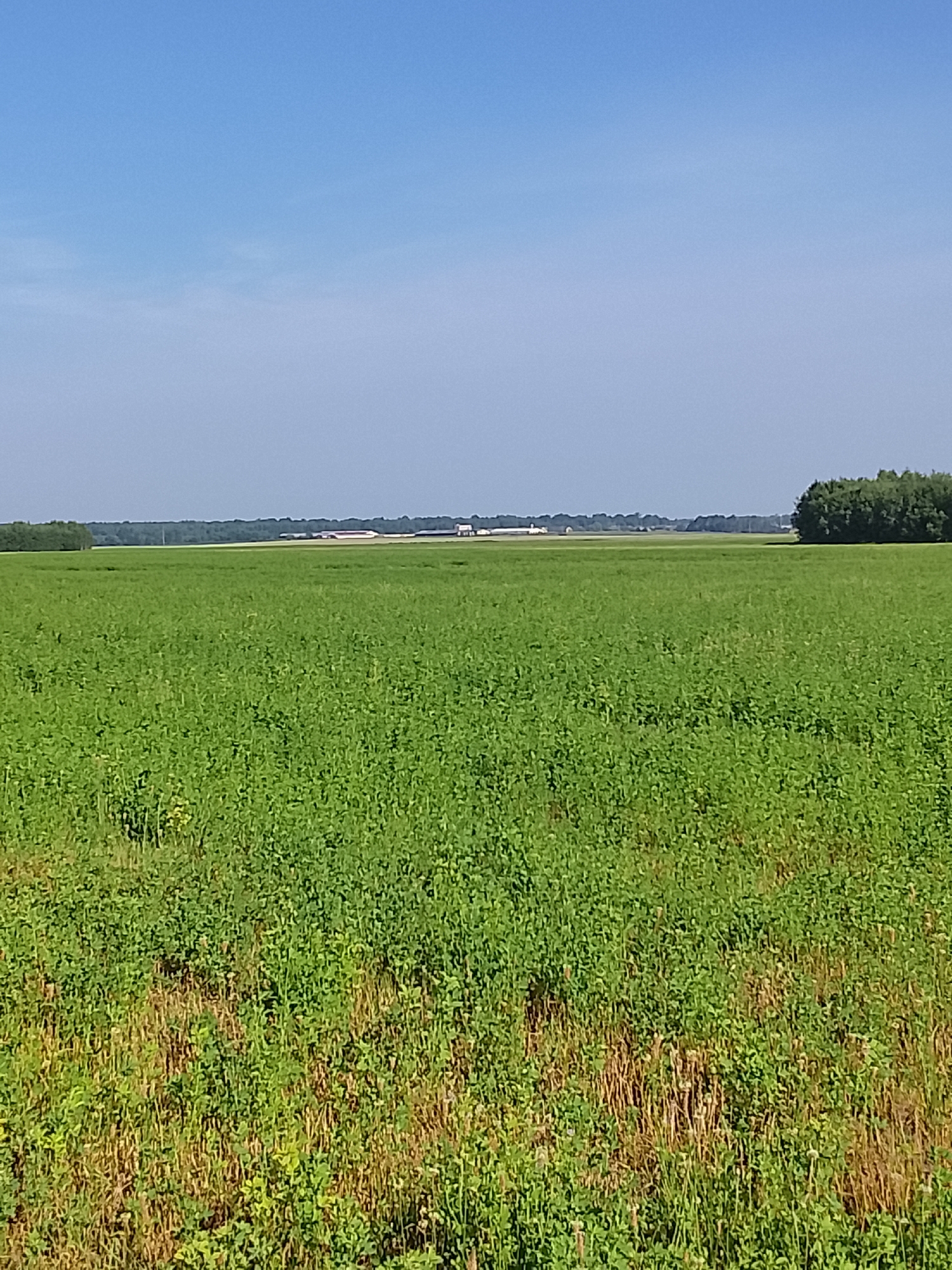 An eye-level, vertical medium shot captures a wide expanse of a vibrant green field under a clear, bright blue sky. The field, likely a crop of some sort, dominates the lower two-thirds of the frame, its dense foliage appearing textured and somewhat uniform. In the foreground, the field exhibits patches of dry, straw-colored vegetation interspersed with the green, suggesting variations in growth or conditions.
The horizon line is low, marking the transition from the field to the distant landscape. A line of dark green trees forms a natural border on the right side of the image, while in the distance, a cluster of buildings with white and red roofs are visible, suggesting agricultural or industrial structures. The sky above is a gradient of pale blue, becoming lighter towards the horizon. The overall scene depicts an open, rural environment.