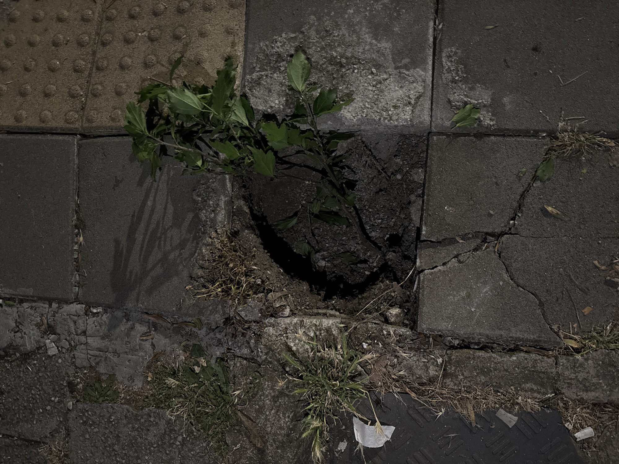 A close-up, high-angle shot captures a section of a cracked, weathered concrete sidewalk in Burgas, Bulgaria. A young plant with green leaves is growing out of a gap in the pavement, its roots exposed. Weeds and dry grass also sprout from cracks and the soil adjacent to the sidewalk. The lighting suggests it is nighttime, casting shadows from the plant onto the concrete. The texture of the concrete varies, with some areas appearing rough and worn, while others are smoother. The overall scene depicts urban neglect and the resilience of nature pushing through man-made structures.