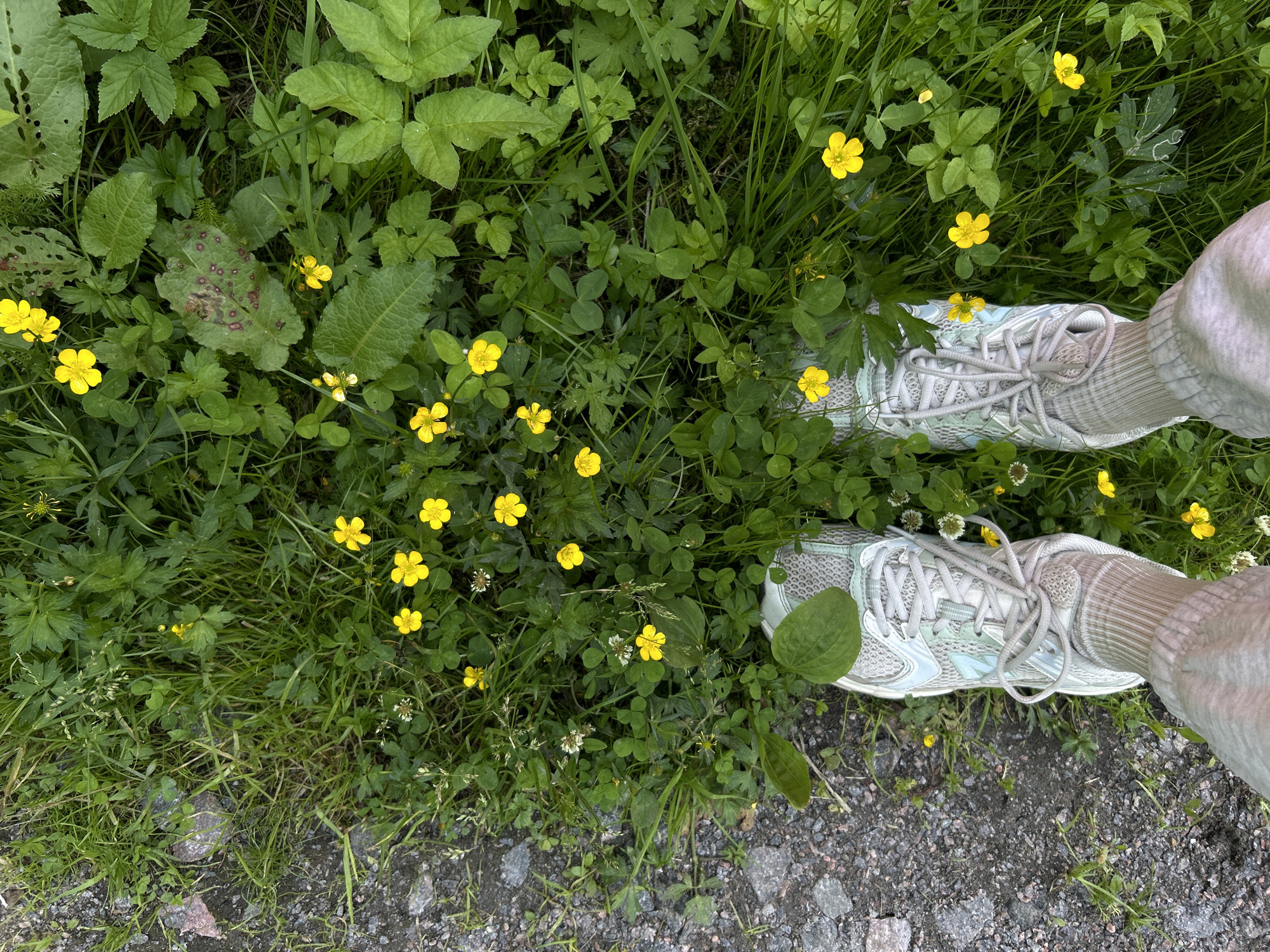 This is a high-angle, medium shot of a person's feet wearing light-colored athletic shoes and light-colored socks, standing amidst green grass and yellow buttercups. The shoes are laced with grey laces and have a light blue accent. The scene appears to be outdoors, in a natural setting with various types of foliage and some rocky ground visible at the bottom of the frame. The lighting suggests it is daytime, and the abundance of flowers and green leaves indicates a warm season, likely spring or summer. The overall impression is one of a casual walk or stroll in a meadow or park. No text is visible in the image. The location context provided is Shepelyovo, Russia.