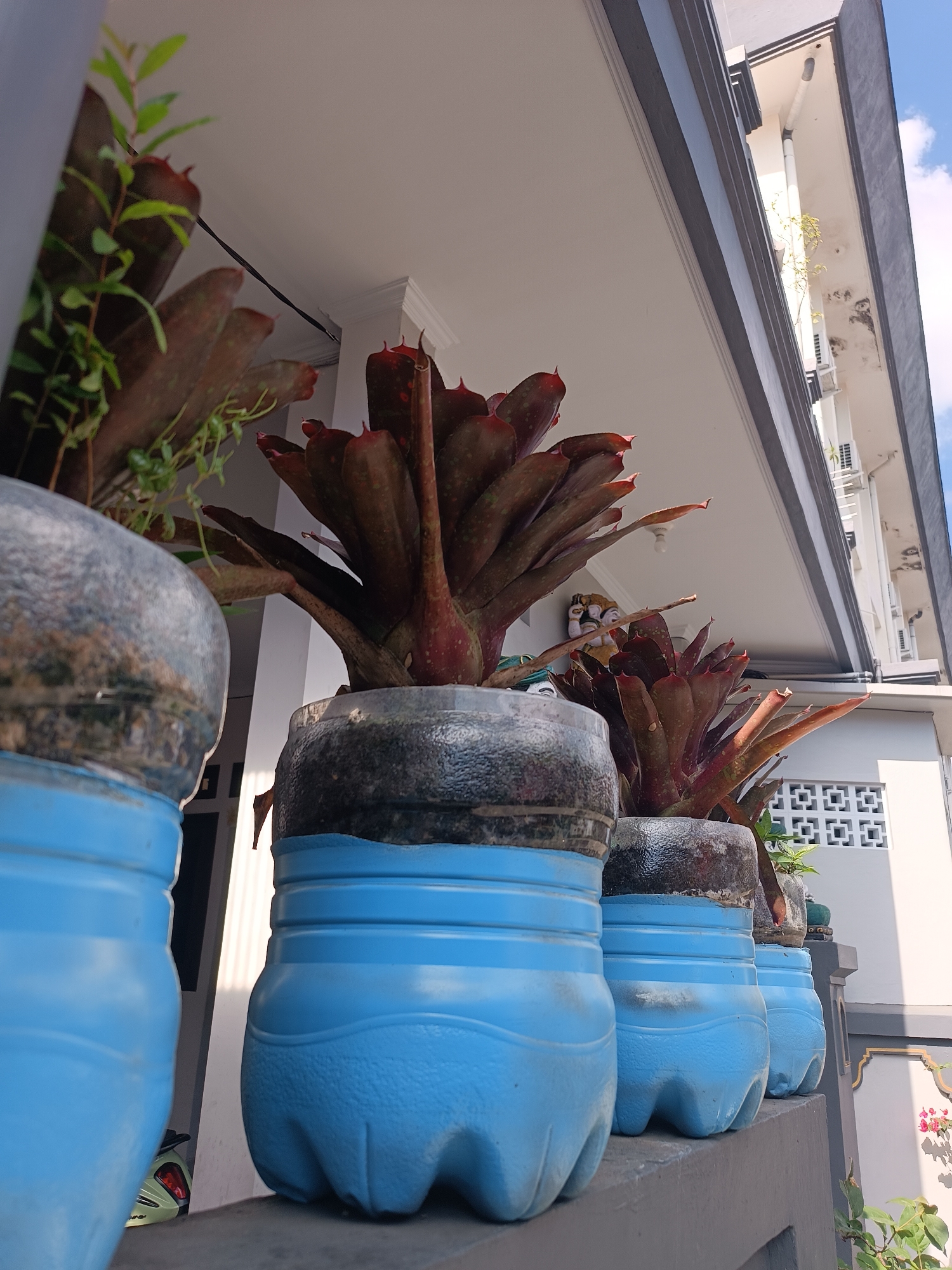 In Tabanan, Indonesia, a row of bromeliad plants in repurposed blue plastic bottles are arranged on a gray ledge. The plants, characterized by their dark red, spiky leaves, are situated in front of a building with white walls and dark gray trim. The perspective is low-angle, looking up towards the building and the sky, which is partly cloudy. The building appears to be multi-story, with visible windows and air conditioning units. The plants are the primary focus, with their unique containers made from cut plastic bottles, painted a vibrant blue. The scene suggests a residential or commercial outdoor area in Tabanan.