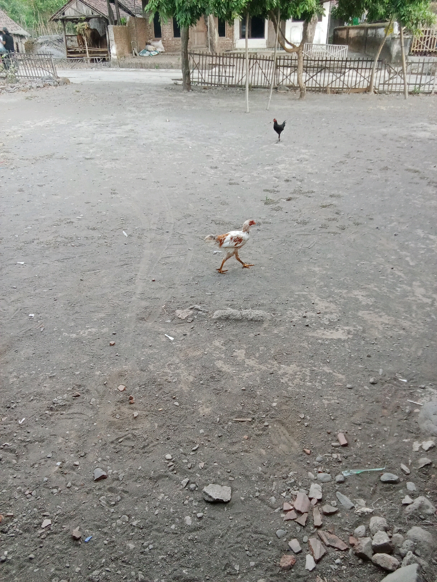 The image depicts a rural scene in Selowogo, Indonesia. In the foreground, a chicken with white and brown plumage walks across a dirt ground scattered with small stones and debris. In the background, a black rooster stands on the dirt. Behind the roosters, a fence made of wooden posts and horizontal poles encloses an area with trees and simple structures, including a building with a thatched roof and a larger building with a brick wall. A cow is visible in a pen under the thatched roof structure. The overall environment suggests a rural or village setting with a focus on agricultural elements.