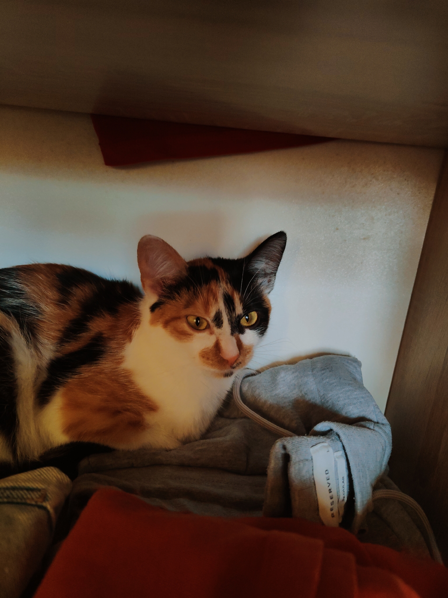 A calico cat is resting on a pile of clothing inside a shelf or cubby. The cat's fur has patches of white, black, and orange-brown. Its eyes are a striking yellow-green. The clothing consists of a gray hooded sweatshirt with a "RESERVED" tag visible and what appears to be a red garment beneath it. The background is a plain white wall and the interior of a wooden shelf. The scene is lit by artificial light. The specific location is an indoor domestic setting within the city of Nowy Dwór Mazowiecki, Poland.