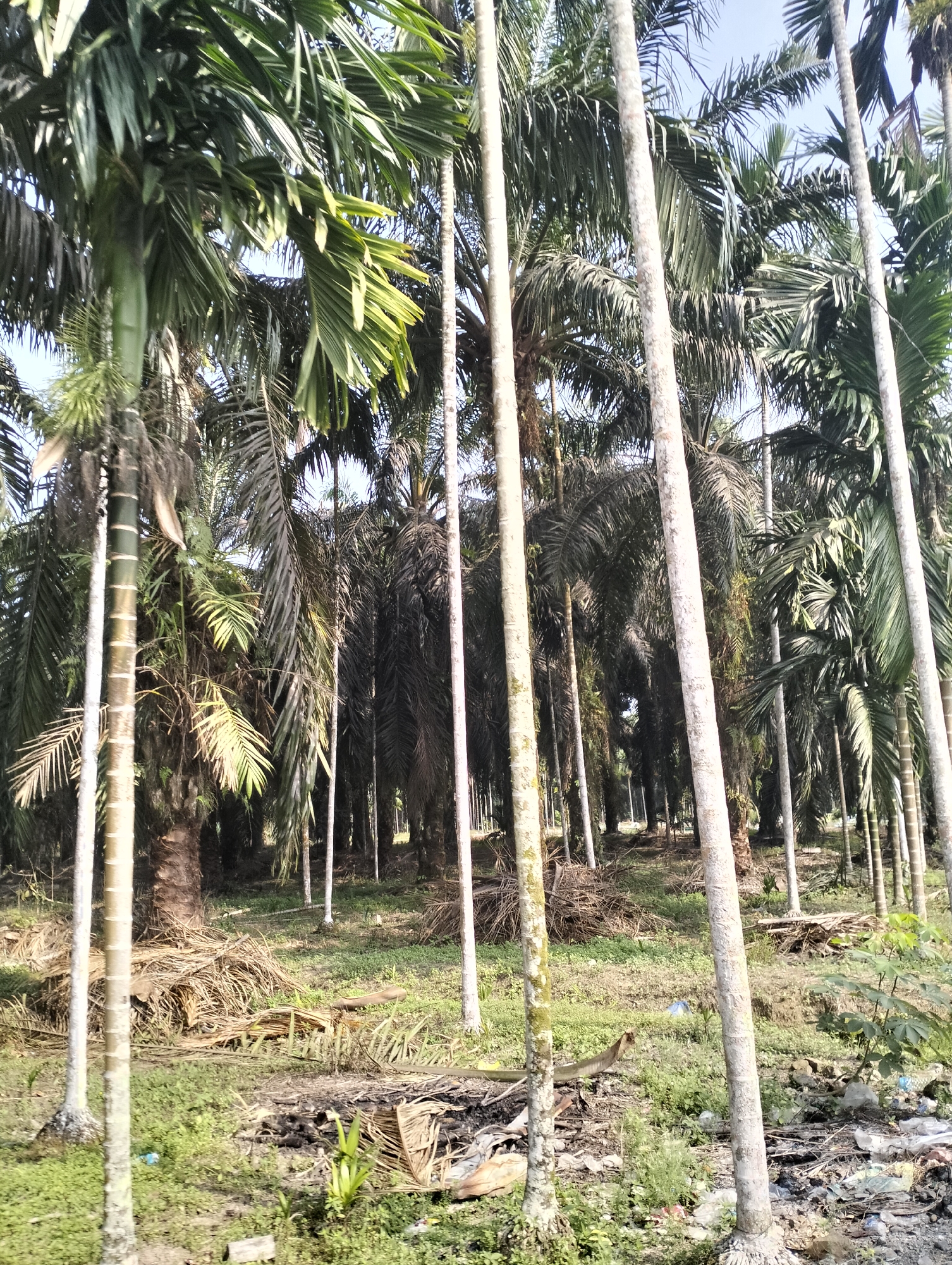 The image depicts a dense grove of areca palm trees under a clear sky. The trees are tall and slender, with their trunks closely spaced, creating a somewhat claustrophobic atmosphere. The leaves are a vibrant green, fanning out from the tops of the trees. The ground is covered with dry palm fronds and other vegetation, with some areas of sparse grass. There is evidence of human activity in the form of scattered debris, including plastic bags and other refuse, particularly on the right side of the image. The lighting suggests it is daytime, with sunlight filtering through the canopy. The overall impression is of a natural environment that has been impacted by human presence. The location is identified as Serdang Jaya, Indonesia.