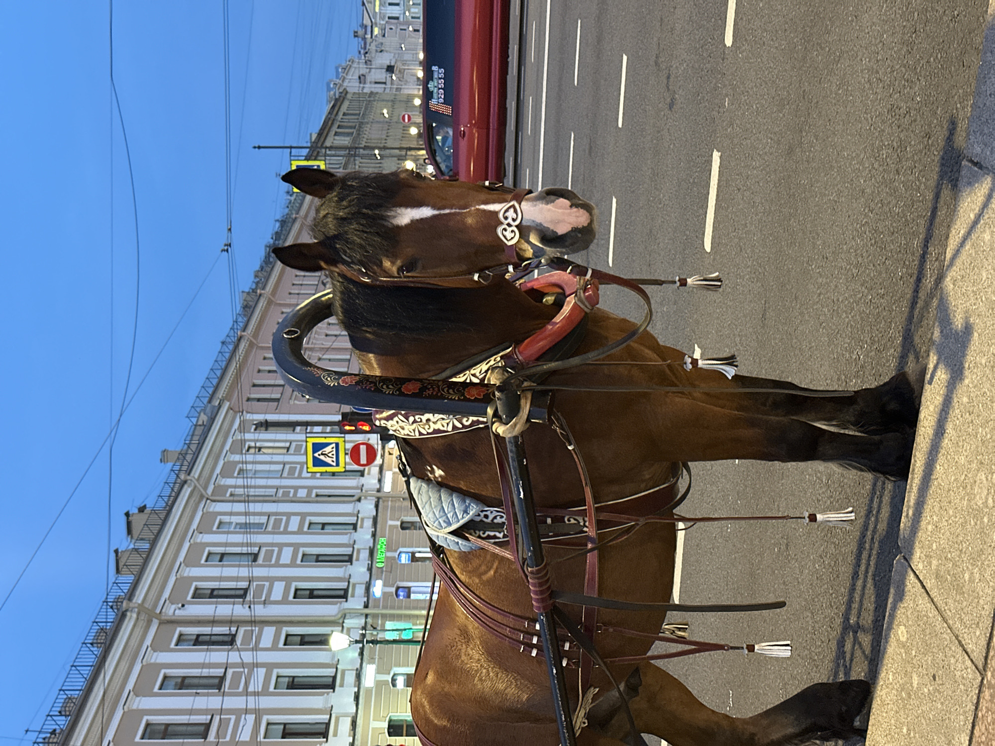A brown horse, adorned with a decorative harness and reins, stands in the foreground on a street in Saint Petersburg, Russia. The horse is equipped with a blue padded saddle. Behind the horse, a red limousine drives past on the right side of the road. The street is paved with asphalt and marked with white lane lines. On the left side of the street, a sidewalk is visible. In the background, ornate buildings with multiple stories line the street, displaying a classical architectural style. Traffic signals and streetlights are also present. The sky is a deep blue, indicating dusk or early evening. The overall scene depicts a horse-drawn carriage awaiting passengers or in transit within the urban environment of Saint Petersburg.