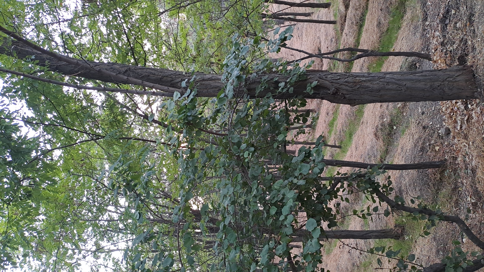 The image depicts a forest floor covered with dry leaves and a light brown mulchy substance. Rows of young trees with dark bark and green leaves are planted on a gentle slope. A larger tree with a rough, dark bark stands in the foreground on the right, and another tree with green leaves and dark branches is in the left foreground. The background reveals more trees and a bright sky filtering through the foliage. There are no people or animals visible in the scene.