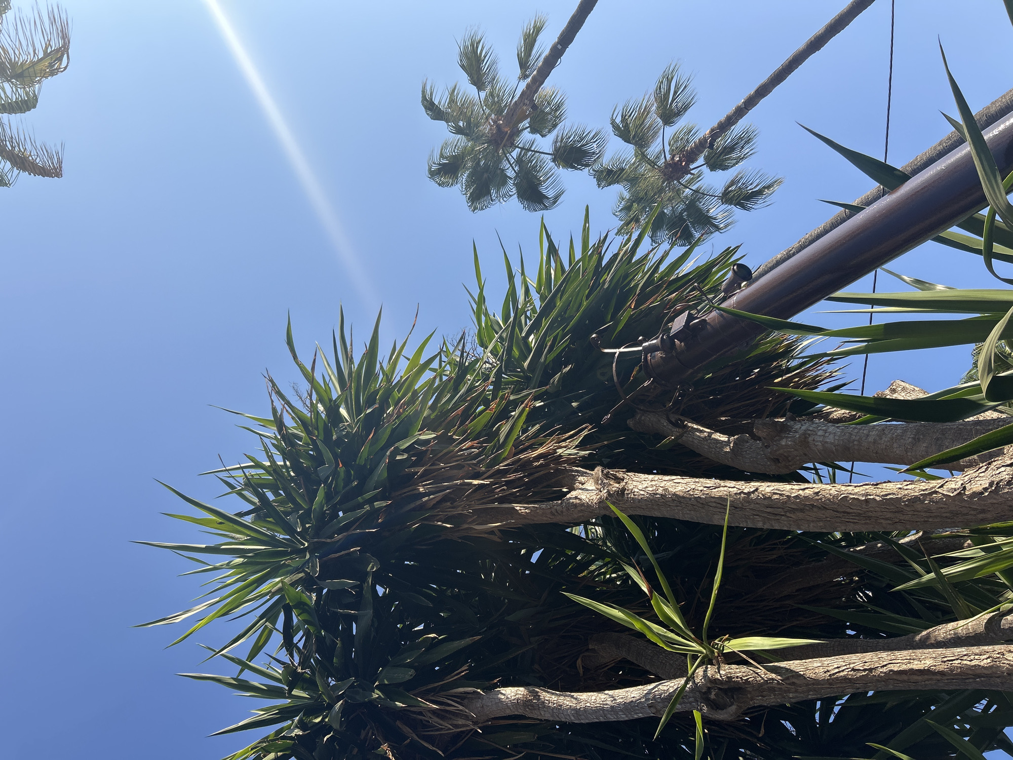 The image depicts a clear, bright blue sky as the dominant element, with a noticeable sun flare originating from the upper right quadrant. In the foreground, a cluster of trees with thick, textured trunks and long, spiky green leaves occupies the left and lower portions of the frame. These appear to be a type of yucca or similar succulent plant. Interspersed and slightly further back are two palm trees, identifiable by their slender trunks and feathery fronds, angled upwards towards the sky. One palm tree is larger and closer to the foreground than the other. A dark, cylindrical pole, possibly part of a street light or utility fixture, runs diagonally through the middle of the frame, partially obscured by the foliage. The scene suggests an outdoor, likely Mediterranean, environment, consistent with the climate of Cala Rajada, Spain, known for its sunny skies and tropical vegetation. There are no people or animals visible in the image.