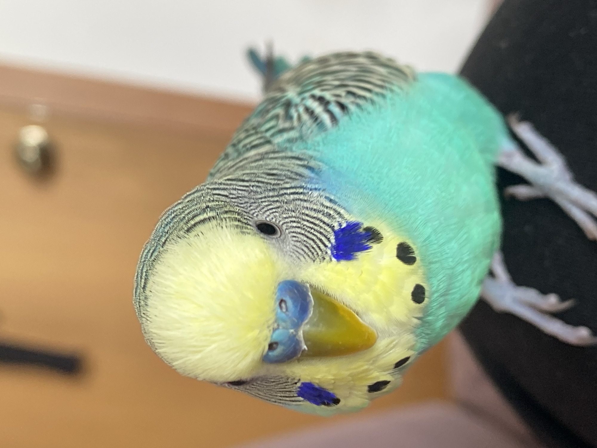 A close-up, slightly low-angle shot of a budgerigar. The bird has a yellow face, a blue cere, and a yellow beak. Its upper body is light blue with black and white scalloped markings. There are dark spots on its face. The bird's feet, which are pale grey, are partially visible. The background is blurred and shows elements of a room interior, with a light brown wall. A dark blurry object is behind the bird.
