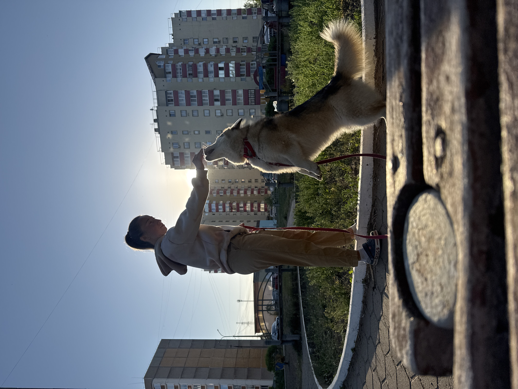 A medium-shot view of a young girl standing on a sidewalk next to a concrete curb. A dog on a leash is leaping up towards the girl's hand, with a building with a distinctive pattern on the balconies in the background. This location is likely in the city of Chaikovsky, Russia.
The girl is wearing a hooded sweatshirt and khaki pants. Her hair is pulled back. She is facing the dog, with her left arm extended. The dog is a husky breed and it is leaping into the air towards the girl's hand. The leash is red and the dog's collar is also red.
The background contains a multi-story apartment building with a repeating pattern of red railings on the balconies. To the left, the sky is clear. There is grass and some greenery in the background as well. The image seems to be taken on a sunny day. A bench made of wood and concrete is in the foreground on the right side of the frame.