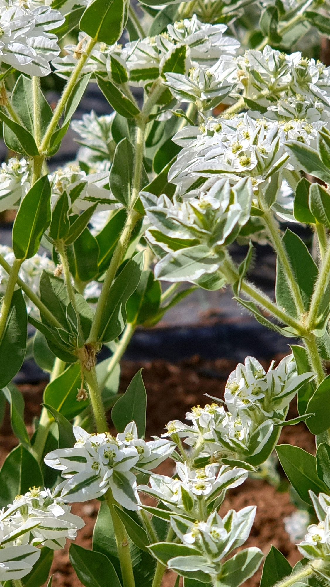 The image is a close-up, vertically oriented photograph of a plant with variegated leaves and small white flowers. The leaves are primarily green with white margins and streaks, and some appear to be transitioning into entirely white bracts surrounding the flowers. The stems are green and appear fuzzy. The flowers are clustered and have delicate white petals and yellow stamen. The background is softly blurred, showing earthy brown tones and darker horizontal elements that suggest ground cover or landscaping features. The lighting suggests an outdoor, natural setting, likely in daylight. The scene is devoid of people or any discernible urban context within Olot, Spain.