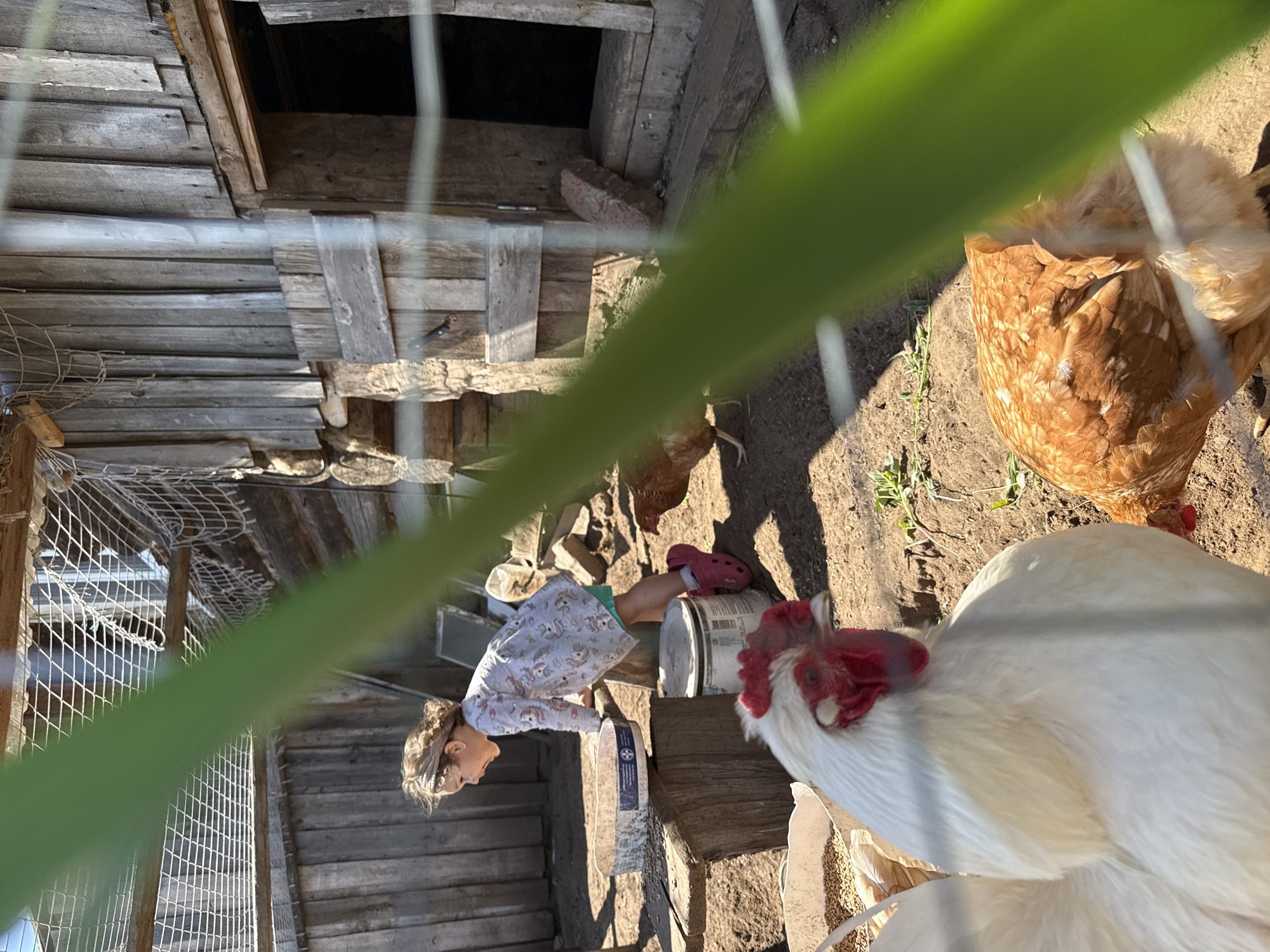 In the city of Uralskoye, Russia, a young girl with blonde hair pulled back by a headband, wearing a patterned dress and pink boots, leans over a wooden structure. She is in an outdoor area with dirt ground and a rustic wooden shed behind her. A white rooster with a red comb and wattle is in the foreground, partially obscuring the view. Behind the rooster, a brown hen is pecking at the ground. Various containers and chicken feed are visible around the area. The scene is enclosed by a fence, with a large green plant stem crossing the foreground, creating a blurred effect. The environment suggests a rural setting, possibly a farm or a backyard with chickens.