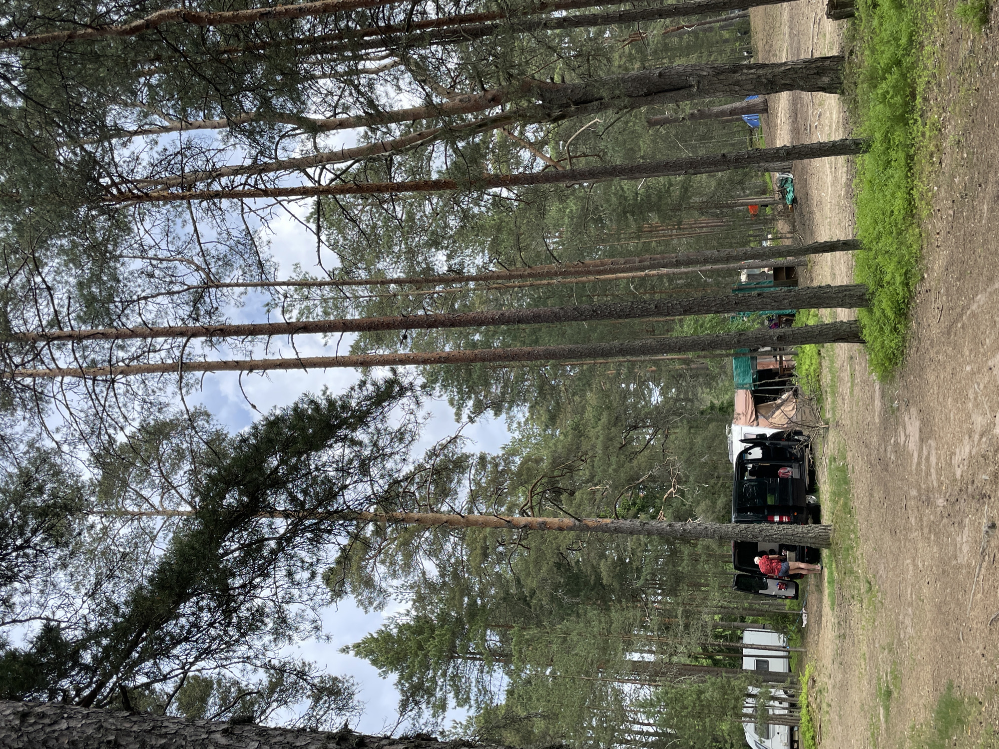 The image depicts a sylvan encampment or informal campsite situated within a pine forest, identified as Zelenaya Roshcha, Russia. The scene is dominated by numerous tall, slender pine trees with characteristic reddish-brown trunks and green canopies, under a partially cloudy, light blue sky.
In the midground, a single individual is visible, dressed in a red short-sleeved top and blue shorts. This person is standing at the rear of a black panel van, which has both of its back doors open. The individual appears to be reaching into or interacting with the interior of the van.
Adjacent to the black van, multiple other vehicles and structures are present. To the left, a white recreational vehicle (camper van) is parked. To the right of the black van, another white recreational vehicle is visible, accompanied by a multi-paneled tent or tarp structure. Further in the background, a small blue tent is discernible amongst the trees on the right side of the image.
The ground consists of unpaved, light brown dirt and sand, with scattered pine needles and patches of low-lying green vegetation, resembling forest undergrowth, particularly prominent in the foreground. The overall impression is an established, albeit temporary, living area within a natural woodland environment, illuminated by ambient daylight.
