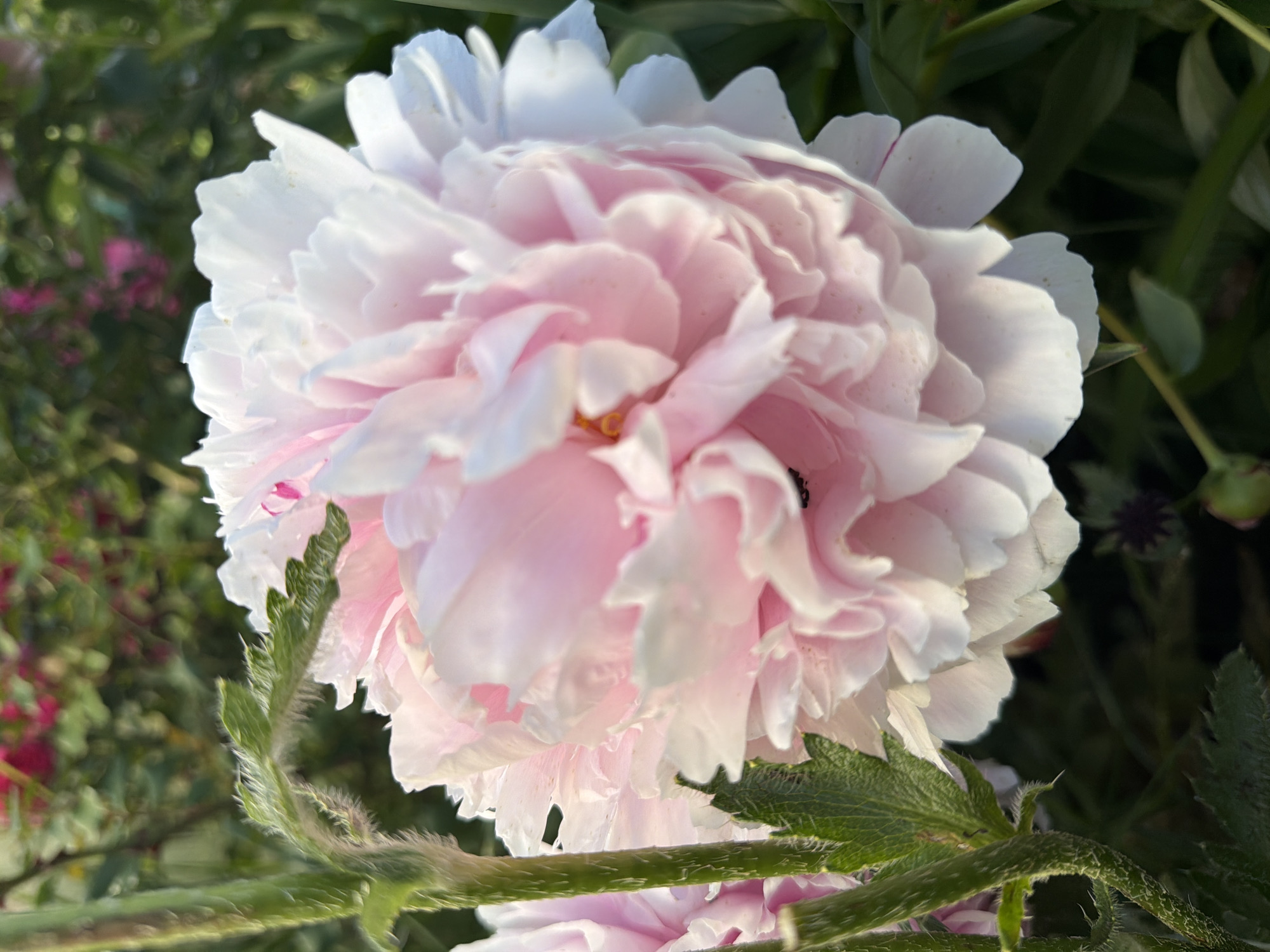 A close-up, eye-level, outdoor shot focuses on a large, fully bloomed peony flower with delicate, ruffled pink and white petals. The flower's center is slightly obscured by its dense petals. To the left of the peony, a fuzzy green stem with serrated leaves is visible, also in sharp focus. The background is softly blurred, showing more green foliage and hints of pink flowers, suggesting a garden setting. The scene is bathed in natural light, creating soft shadows and highlights on the flower's petals. This image was taken in the city of Petukhi, Russia.