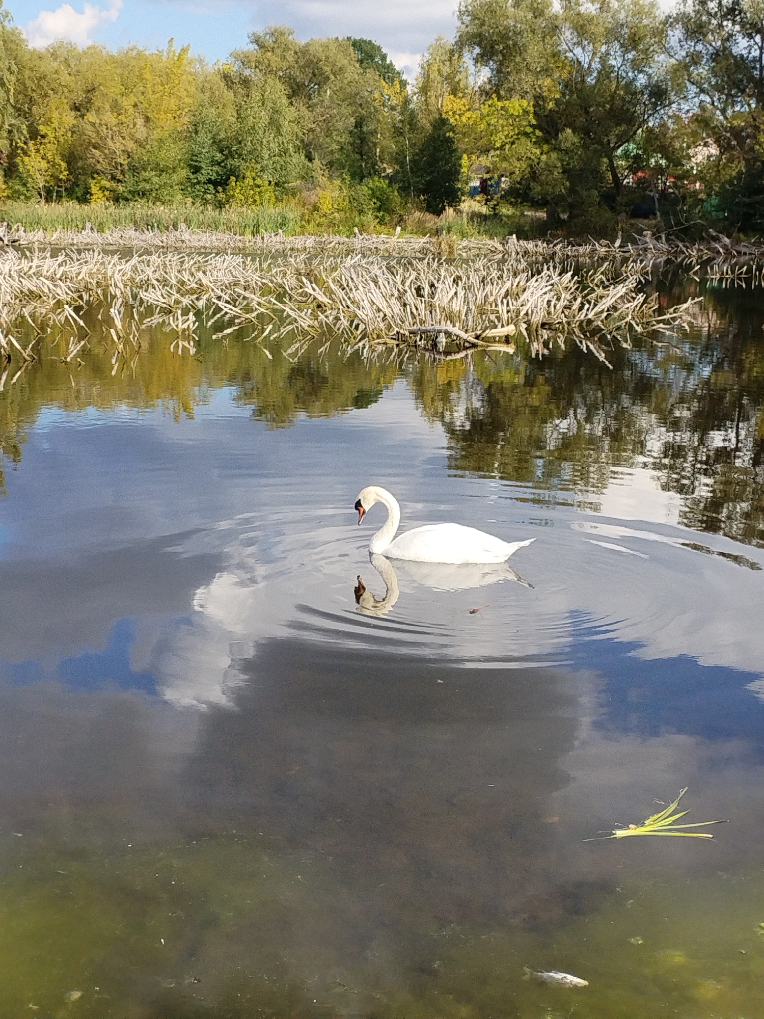 A white swan swims in a body of water. The swan is positioned in the center-right of the image. The water reflects the sky and the surrounding trees, which are lush and green with hints of yellow foliage, suggesting an autumn season. The background features a dense line of trees and some dried reeds or branches extending from the water's edge. The water itself is murky in the foreground, with some visible debris including a small dead fish and some yellow plant matter floating on the surface. The sky is partly cloudy, with patches of blue and white. The overall scene is tranquil and natural. This scene is likely located in a park or natural reserve within Minsk, Belarus, possibly near the Svislach River or one of the city's numerous lakes or ponds.