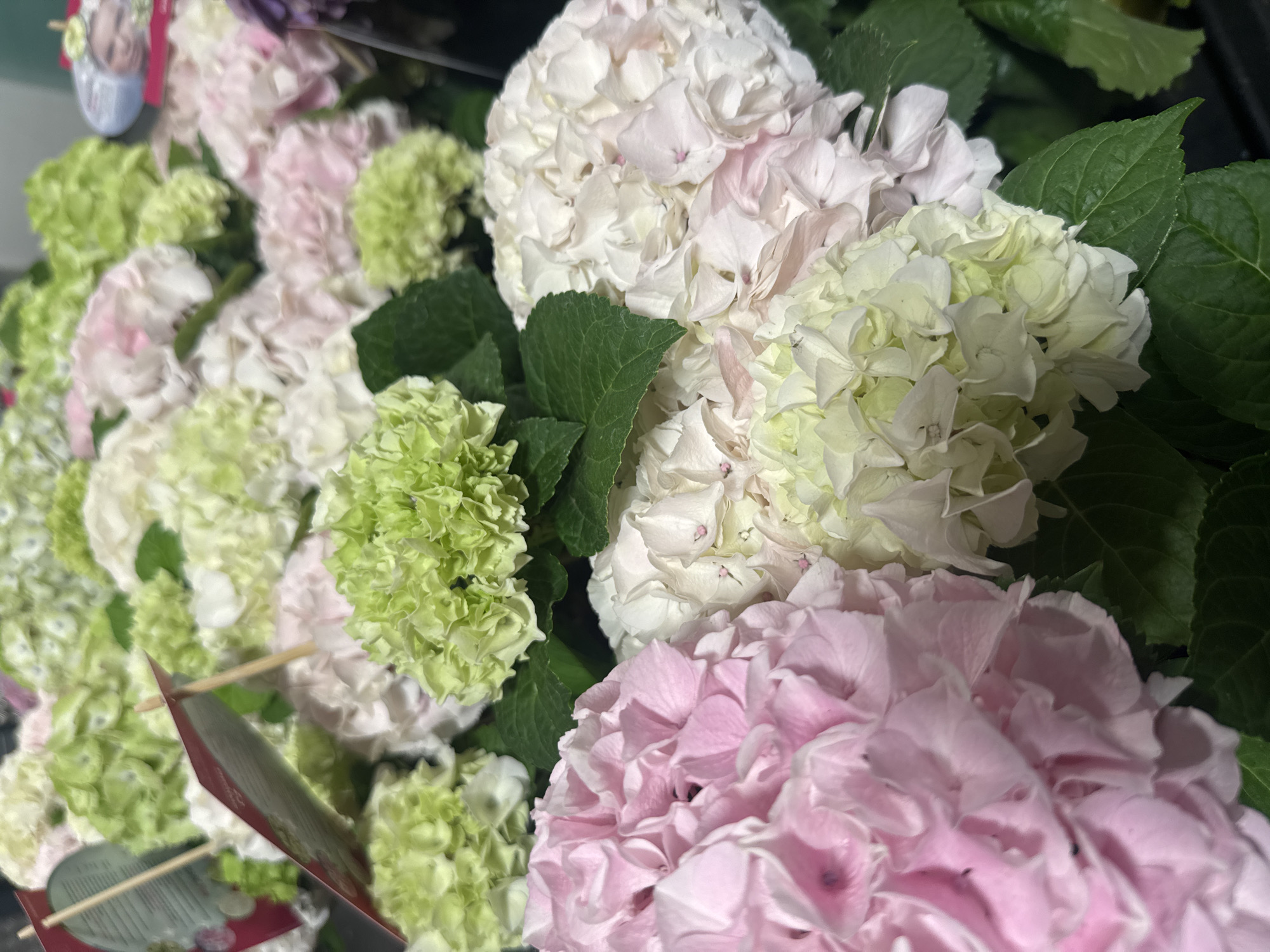 A close-up shot showcases a bouquet of hydrangeas in various pastel colors including pink, white, cream, and light green. The flowers are densely packed, forming rounded clusters with delicate, layered petals. Lush green leaves are interspersed throughout the bouquet, providing a vibrant contrast to the soft hues of the blossoms. In the upper left corner, two small red and white tags on wooden sticks are visible, suggesting the flowers are for sale or display. The lighting is soft, highlighting the subtle textures and colors of the flowers. The background is blurred, keeping the focus entirely on the floral arrangement.