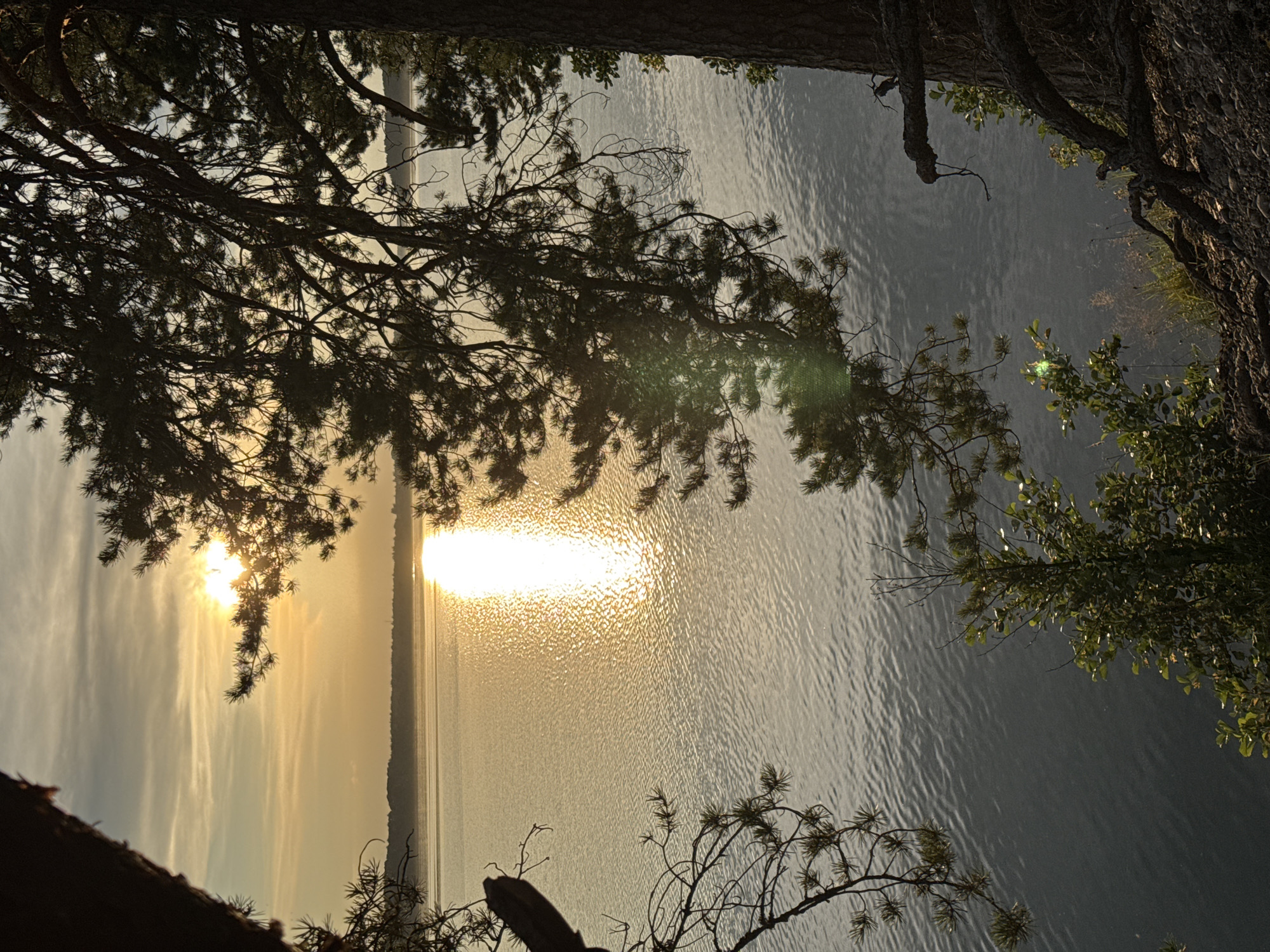A vertical, eye-level shot captures a serene sunset over a body of water, framed by the silhouettes of pine trees in the foreground. The sun, a bright orb, peeks through the branches on the left side of the frame, casting a shimmering, golden reflection across the rippling surface of the lake. The water extends to a distant horizon line, where a faint, muted landscape is visible. The sky above is a soft gradient of pale yellow and muted orange, with wispy clouds. The foreground is dominated by the dark, textured bark and needles of pine trees, with branches extending into the frame from the top and sides. Green foliage and grass are visible at the bottom of the frame, suggesting a wooded area overlooking the water. The overall atmosphere is peaceful and natural, evoking the feeling of a quiet evening by the water. The image was taken in Priladozhskoe, Russia.