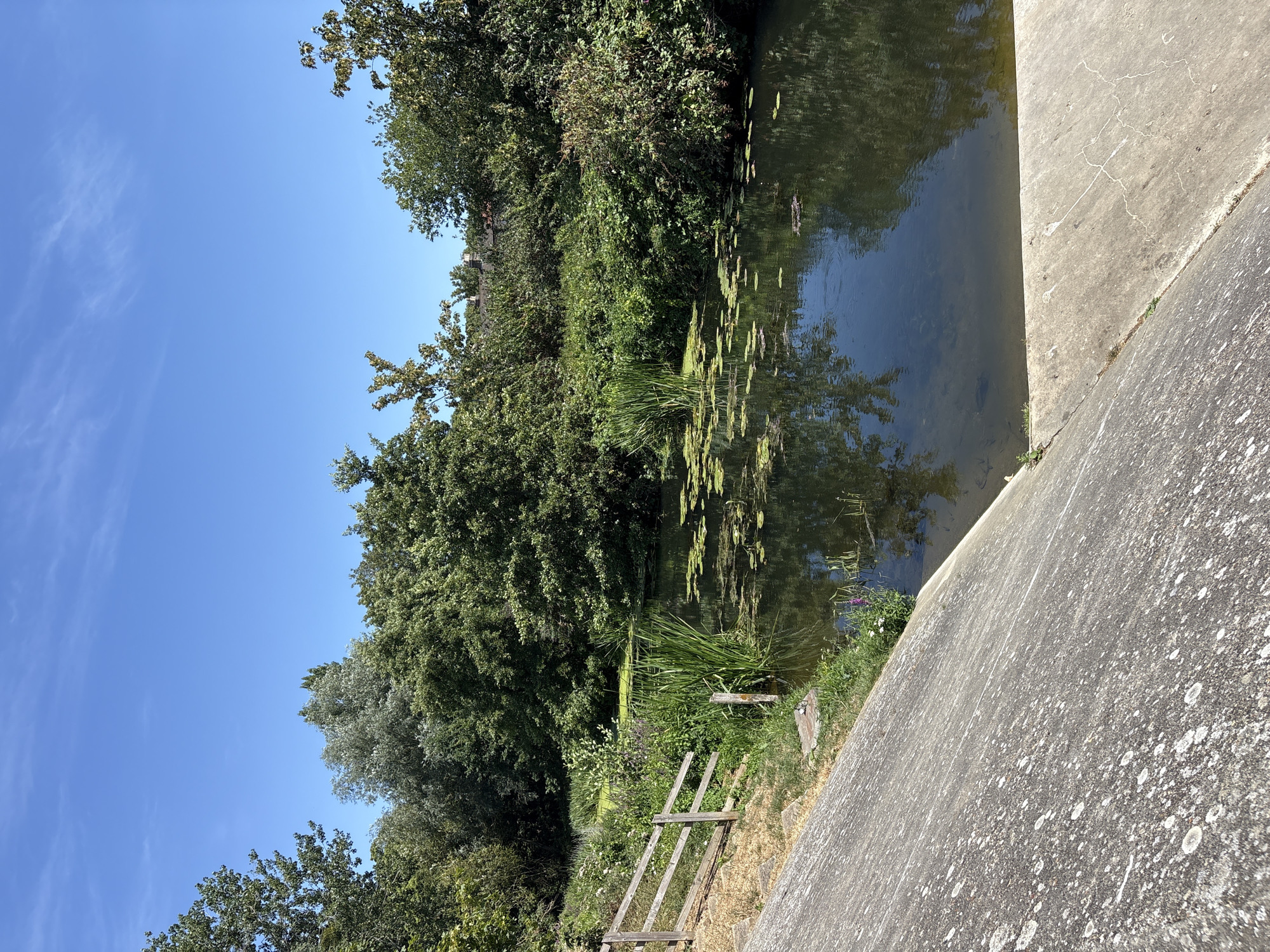 The image depicts a canal bordered by lush greenery and trees under a clear blue sky. The canal water is dark and reflects the surrounding vegetation. Lily pads are scattered across the surface of the water, and tall reeds grow along the edges. A wooden fence with three horizontal rails is visible on the left bank, leading down a grassy slope. In the foreground, a concrete embankment slopes down to the water. Buildings and rooftops are partially visible through the trees in the background, suggesting an urban or suburban fringe location. The scene is peaceful and natural, with no people or animals present. The time of day appears to be midday, given the bright sunlight and clear sky.