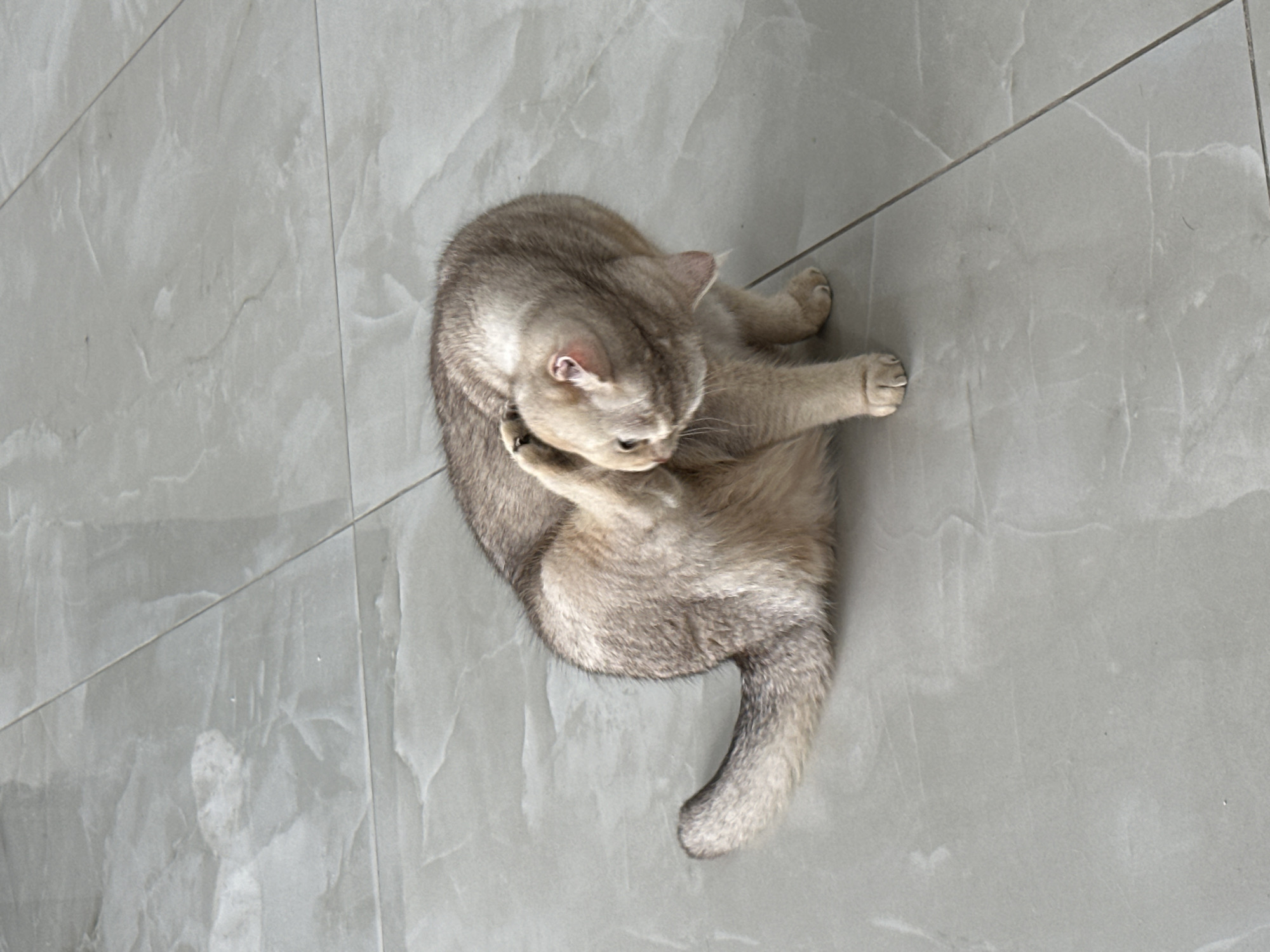 A silver tabby cat is grooming itself on a gray tiled floor. The cat is curled into a ball, with its head near its abdomen. The location is Unknown, Unknown.