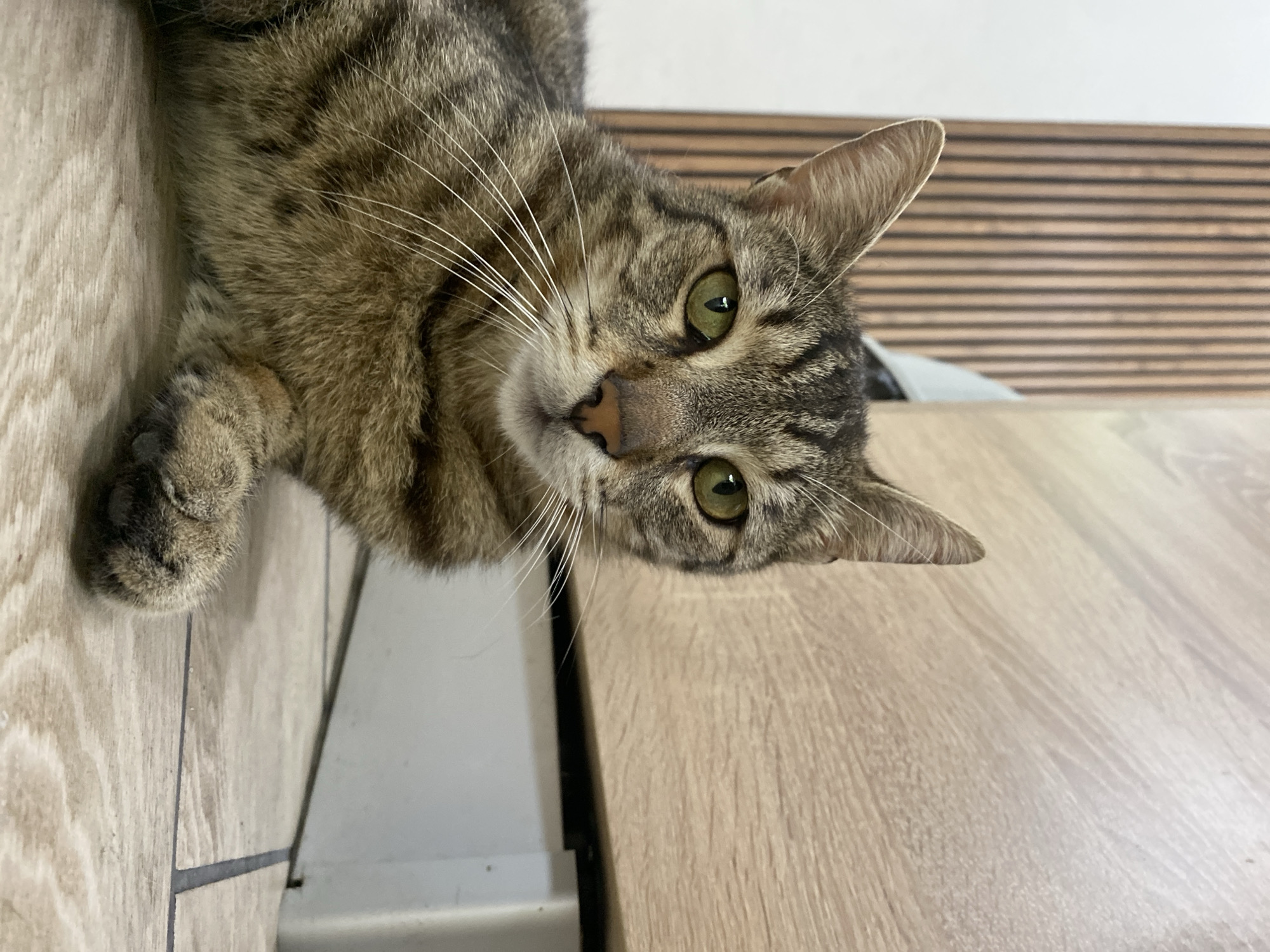 A brown tabby cat with green eyes is looking at the camera. The cat is lying down on a light-colored wooden surface. The background includes a wall with horizontal wood paneling. There is no indication of a location in Pleven, Bulgaria.