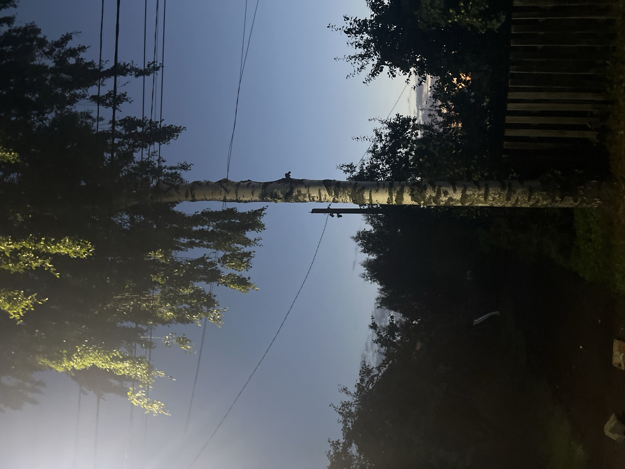 The image captures a tall, slender birch tree with peeling white bark, its branches laden with green leaves, set against a twilight sky transitioning from deep blue to a lighter hue near the horizon. Several dark, thin power lines crisscross the sky above and behind the tree. In the foreground, on the right, a wooden fence made of vertical planks runs along the ground. Dense, dark foliage from other trees forms a backdrop on both sides of the birch, with some hints of a distant sunset with muted orange and pink clouds visible through the trees on the right. A utility pole with electrical equipment is visible to the left of the birch tree trunk. The ground appears to be unpaved, with some rocks and debris visible in the lower left corner. The overall scene suggests a rural or suburban setting in Vladimirovka, Russia, during the evening. There are no people or animals visible in the image, nor any discernible actions or interactions.