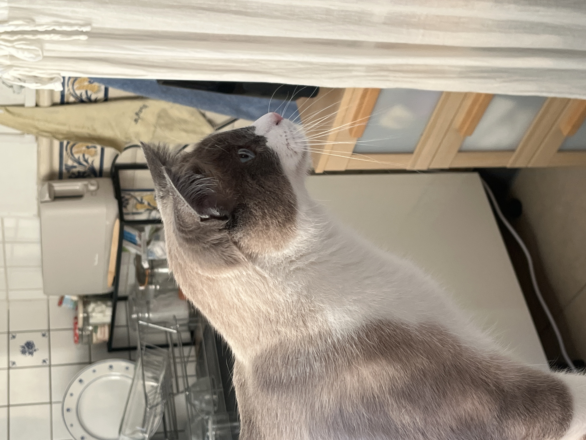 A close-up, slightly angled shot depicts a cat with gray and white fur looking upwards. The cat's head is angled towards the right of the frame, and its pink nose and long white whiskers are clearly visible. Above the cat, a wooden frame is seen with a white fabric. In the background, there is a tiled wall. The setting of the picture is Montélimar, France.