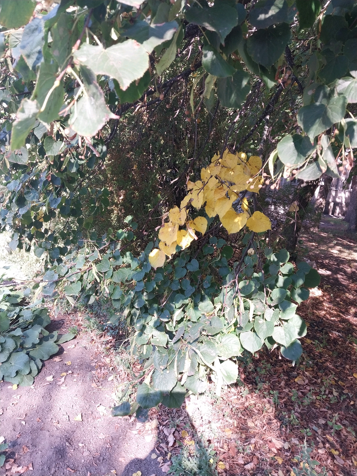 The image shows a close-up view of tree branches with green and yellow leaves, indicating the autumn season. The branches are covered in small, round seed pods. The leaves are varied in color, with some still green and others turning a vibrant yellow. The ground beneath the trees is covered in dry leaves and dirt. In the background, there is a hint of a building with windows, possibly a residential structure, and shadows from the trees are cast on the ground. The overall impression is a natural outdoor setting, likely in a park or yard. The specific location mentioned, Doslidne, Ukraine, suggests a rural or suburban environment.