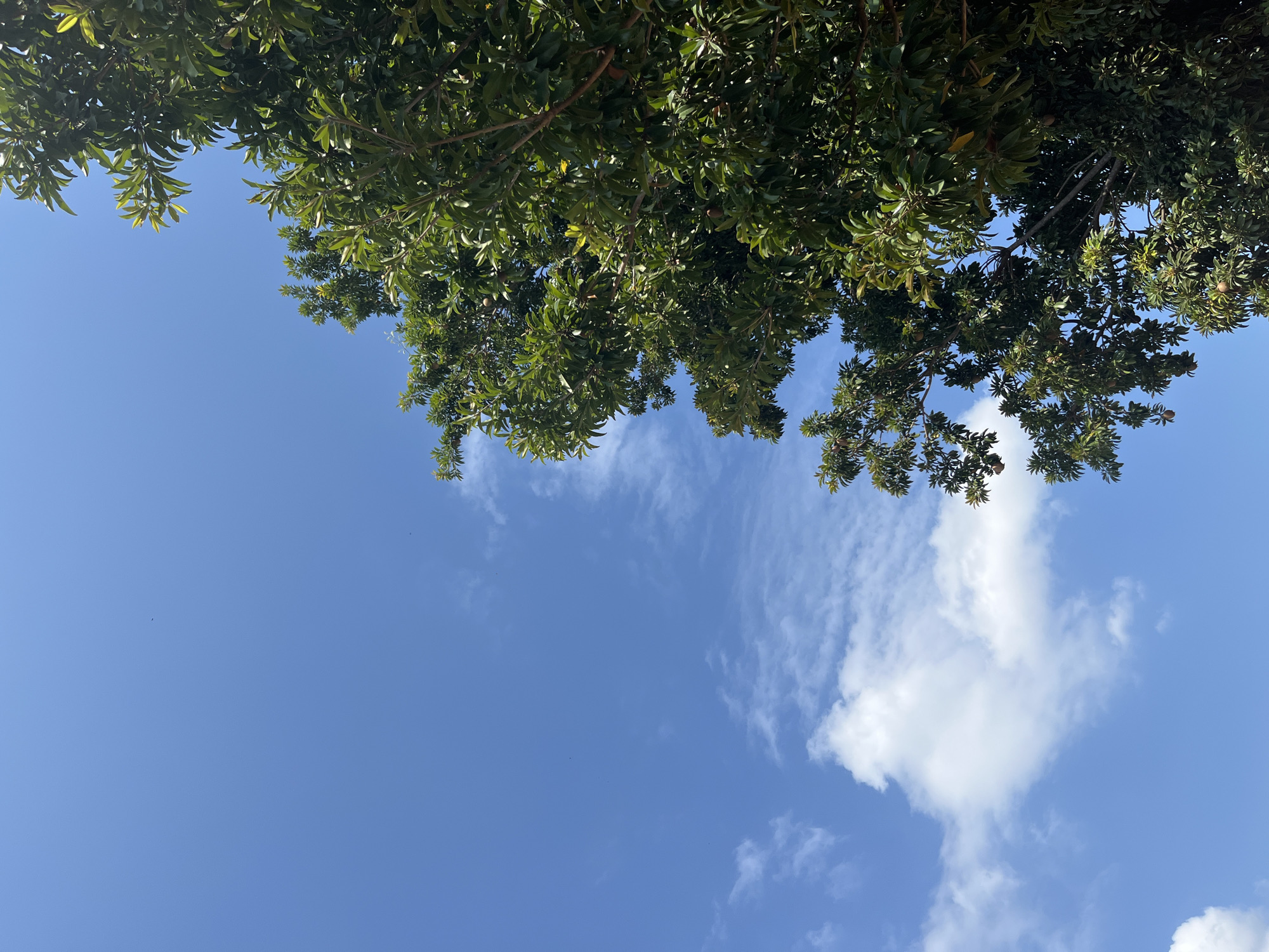 The image is an upward view of a tree canopy against a blue sky with scattered clouds. The tree's leaves are dark green and form a dense overhead covering at the top of the frame. Below the canopy, the sky is a clear, bright blue, with light, wispy clouds visible. There is no evidence of people, subjects, or interactions. The location, Tinaquillo, Venezuela, is extraneous to the details within the provided image itself.