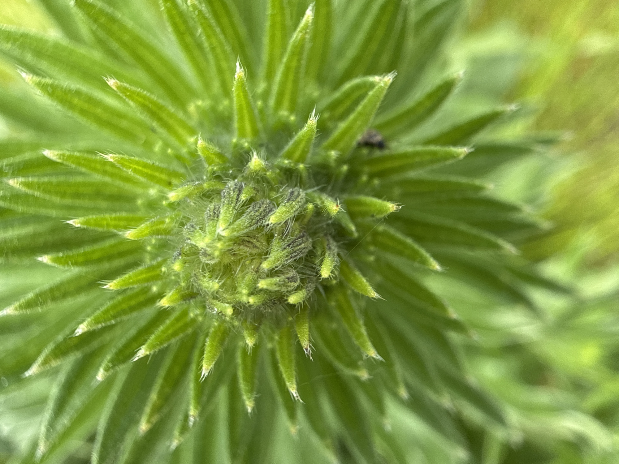 A close-up, top-down view captures the vibrant green rosette of a plant, possibly a thistle or similar species, in Berezyna, Ukraine. The plant features numerous elongated, pointed leaves or bracts arranged in a spiral pattern, radiating outwards from a densely packed, spiky center. The leaves are covered with fine, light-colored hairs (trichomes), particularly visible along their edges and pointed tips, which appear lighter, almost white. The central buds or young leaves are also densely hairy and somewhat darker in hue. A small, dark insect, possibly a fly, is visible resting on one of the plant's structures in the upper right portion of the image. The background is softly blurred into lighter green and yellowish-green tones, suggesting a natural outdoor setting. The lighting is soft and even, indicating daytime, possibly under overcast conditions or in partial shade. No text is visible in the image.