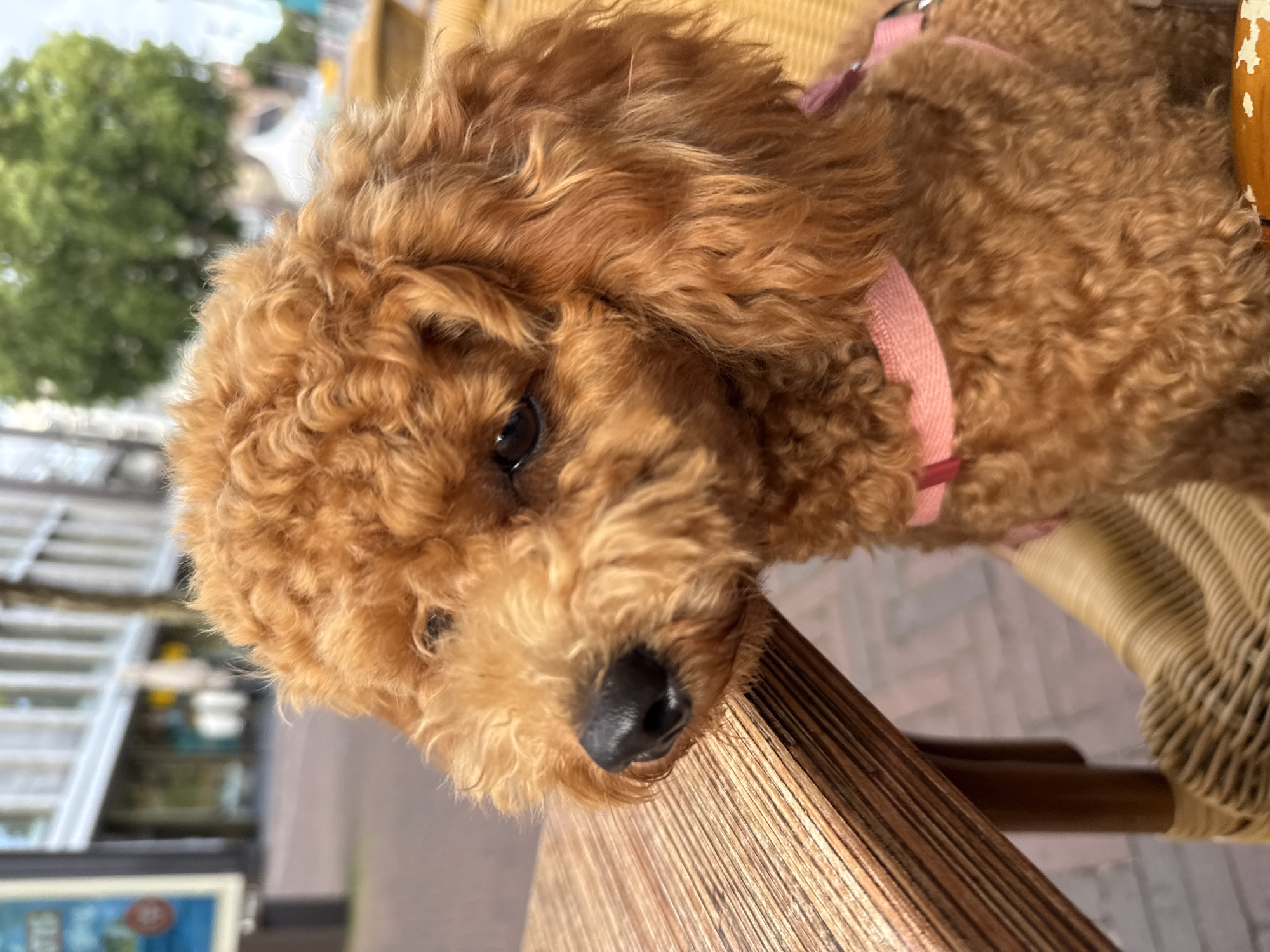 A medium shot of a small, curly-haired, red poodle-like dog sitting at an outdoor table. The dog is facing to the left of the frame with its head slightly tilted. It is wearing a pink collar. The table surface is made of light-colored wood with visible grain. The background is blurred, showing a building with large windows, trees, and what appears to be a street or walkway. The scene suggests an outdoor cafe or public seating area in a city.