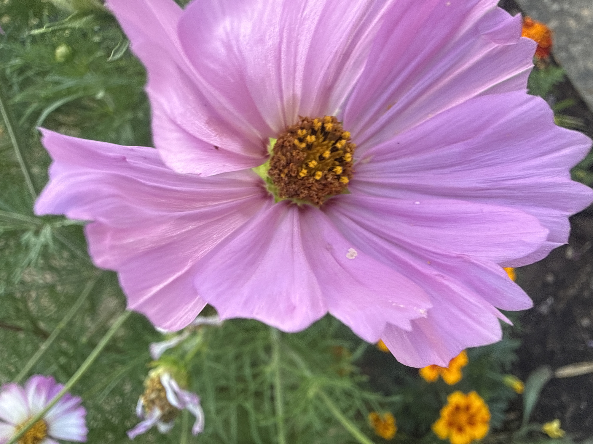 A close-up, eye-level, vertical shot features a large, light pink Cosmos flower in full bloom. The flower's center is a cluster of fuzzy, brown pistils surrounded by bright yellow stamens. The petals, thin and slightly wavy, radiate outwards from the center. In the background, a soft-focus green foliage is visible, with smaller, out-of-focus orange flowers and hints of white and pink flowers also present. The scene appears to be an outdoor garden in Bad Salzschlirf, Germany, given the context of the query. No people are visible in the image.