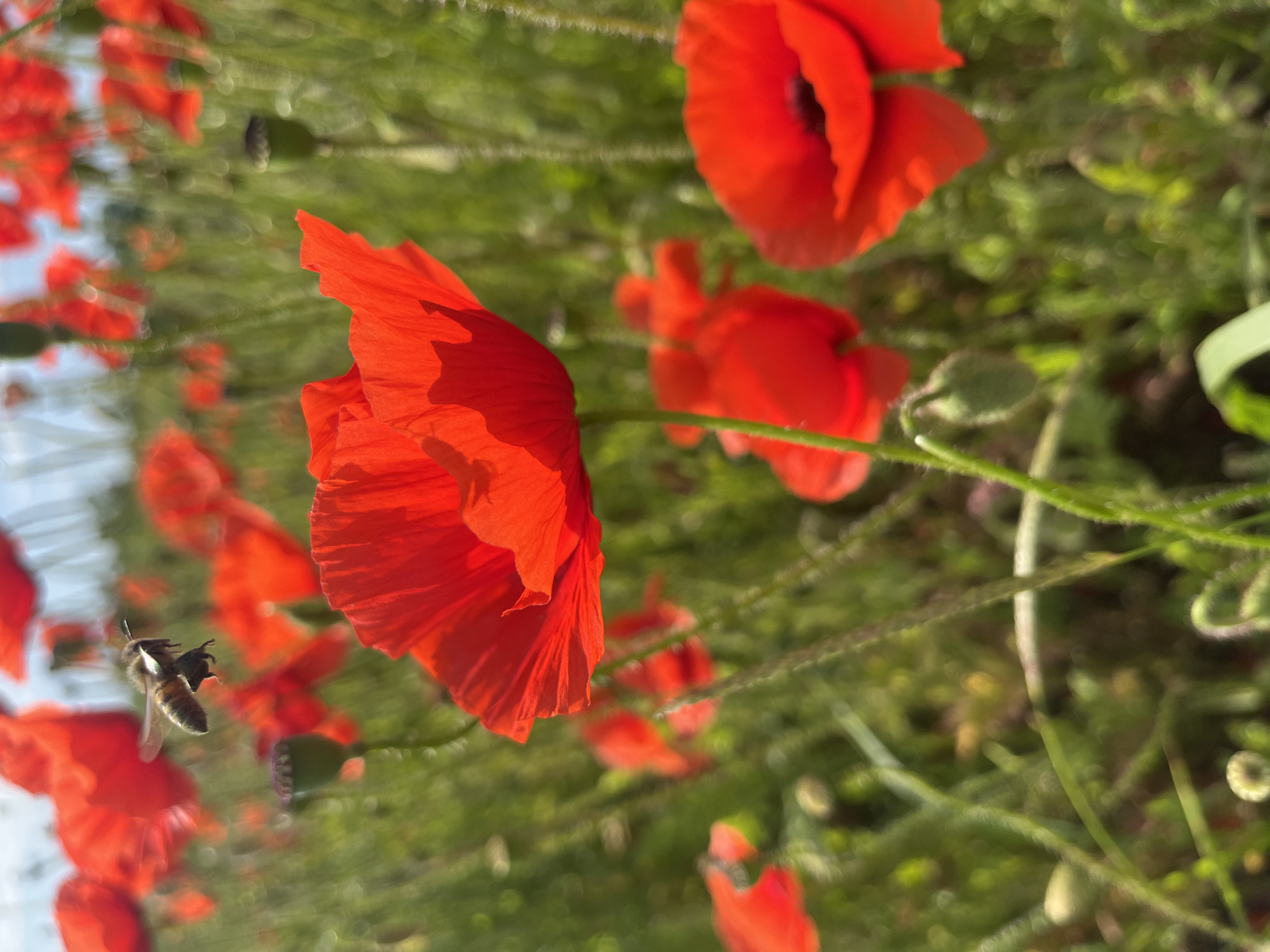 The image shows a field of red poppies, with a honeybee in flight near one of the flowers. The background is blurred with green vegetation. The image is rotated 90 degrees counter-clockwise. The location is unknown, and there is no indication of it being Chetuk, Russia.