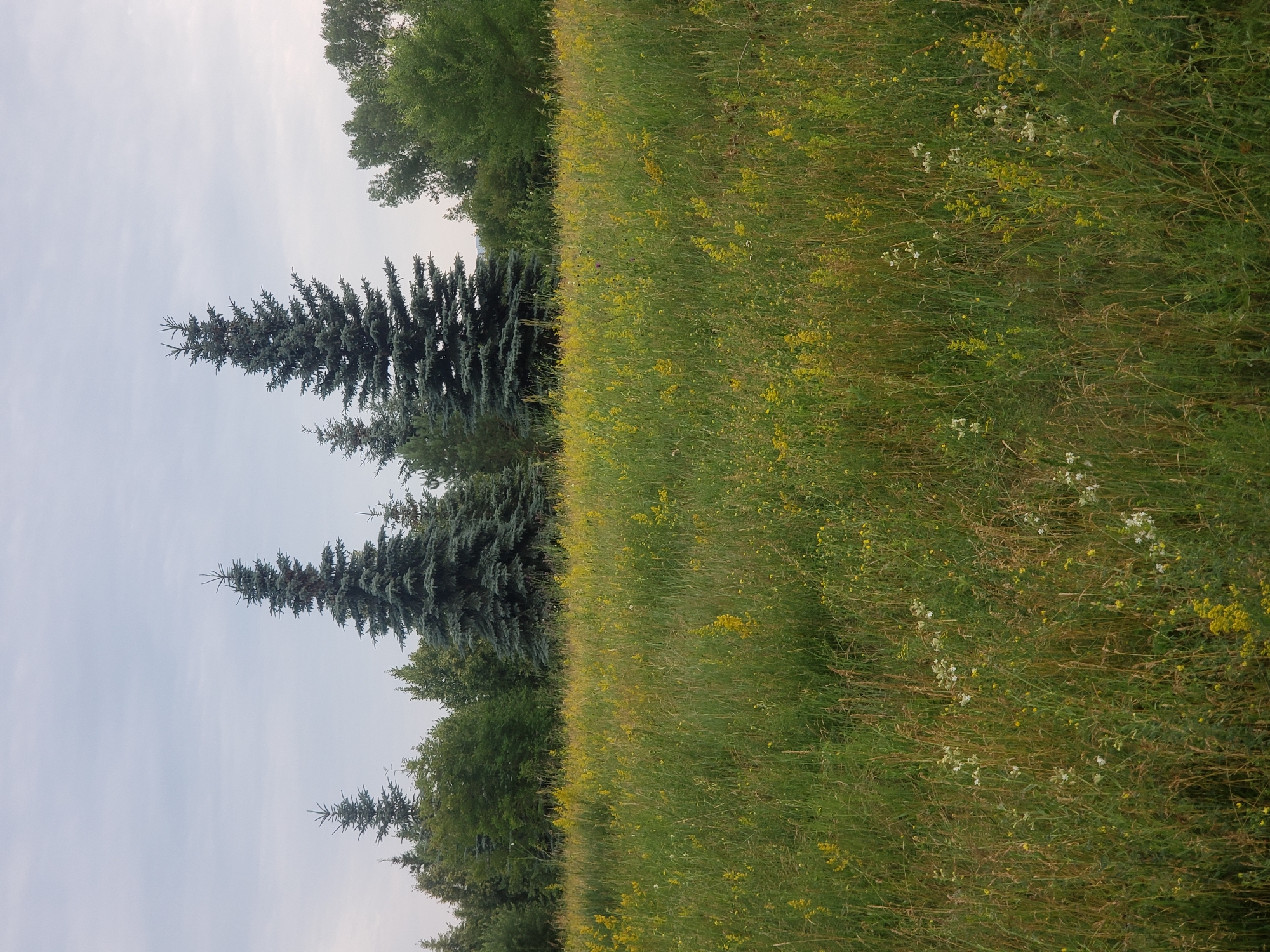 The image captures a field of tall grass dotted with small yellow and white wildflowers. In the background, a line of evergreen trees and deciduous trees forms a treeline. The sky above is overcast with a pale gray hue.