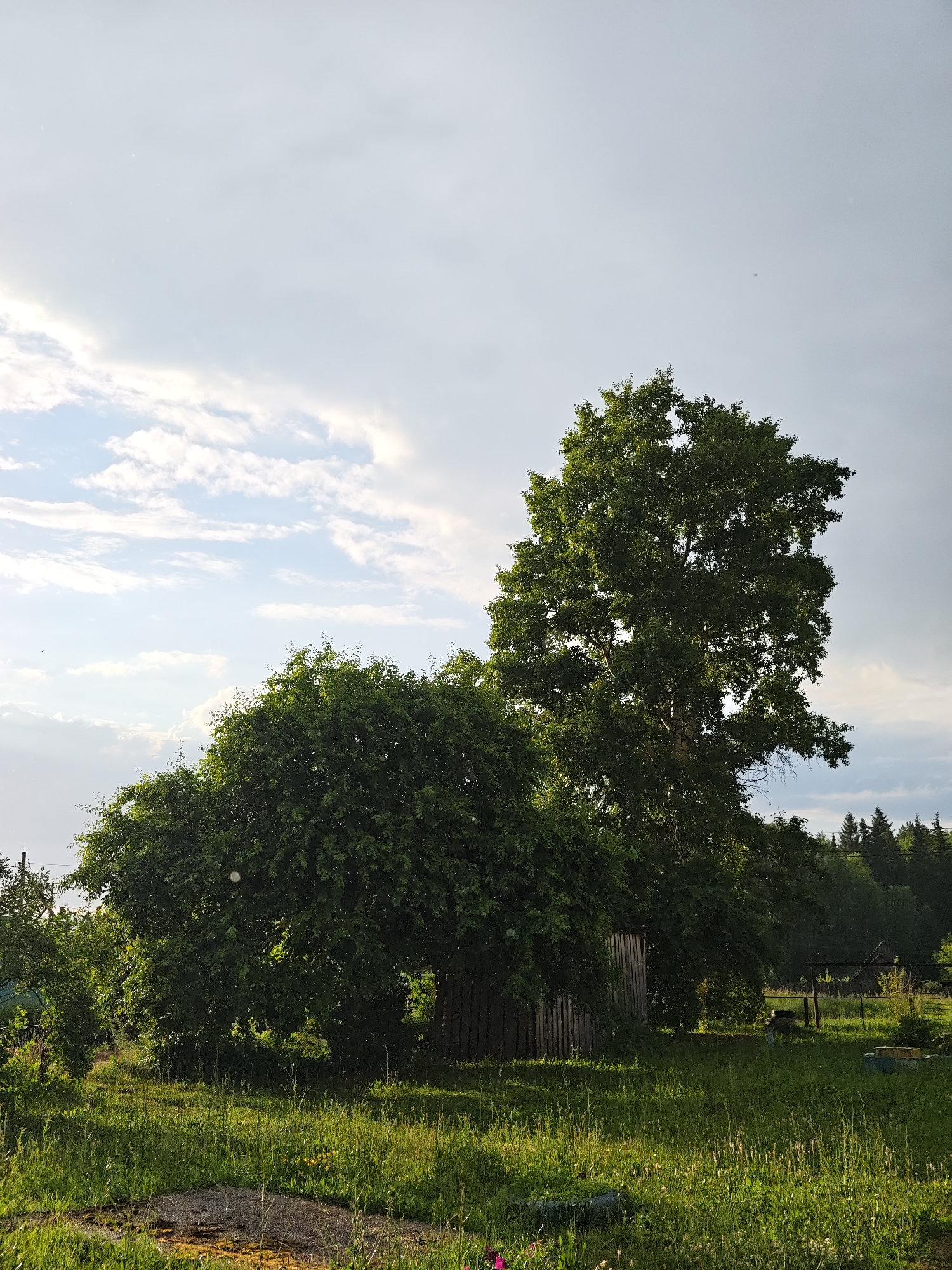 This image depicts a natural outdoor scene in a rural setting, likely in Уральское, Russia. The primary subjects are two large, lush green trees dominating the mid-ground. The tree on the left is bushy and dense, while the tree on the right is taller and more slender with a distinct white trunk, possibly a birch. In front of the trees, a weathered wooden fence or structure is partially visible, adding a rustic element to the scene. The foreground is covered in tall, green grass, with some patches of dry earth and scattered wildflowers. In the background, a dark line of evergreen trees stretches across the horizon, suggesting a forest or wooded area. A subtle hint of human activity is present with what appears to be a small building or shed visible through the trees in the distance, and possibly some fencing.
The time of day appears to be late afternoon or early evening, as indicated by the soft, warm light illuminating the grass and the dappled sunlight filtering through the leaves. The sky is a mix of soft blue and dramatic, diffused white clouds, suggesting either a partly cloudy day or the lingering effects of recent rain. The overall mood is peaceful and serene, evoking a sense of calm and the beauty of nature. There is no visible text in the image.