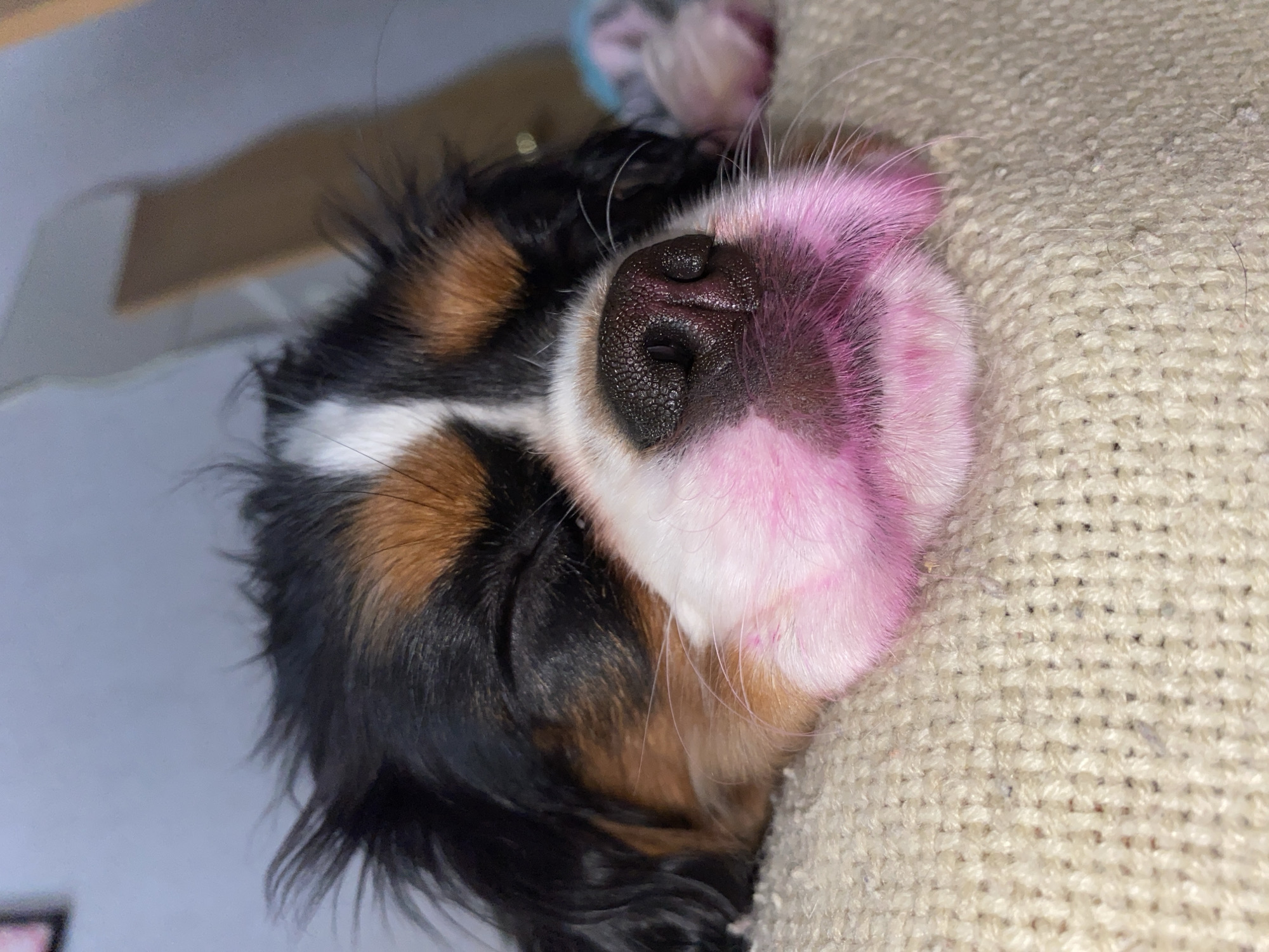 A close-up, tilted photograph shows the face of a sleeping Cavalier King Charles Spaniel puppy. The puppy's head rests against a beige, textured surface, possibly a blanket or piece of furniture. The puppy's coat is tricolor, with patches of black, brown, and white. Its nose is black and wrinkled, and the fur around its mouth is light pink. One eye is slightly visible, appearing closed. A light-colored surface is visible in the blurred background. The location in Votkinsk, Russia, is not discernible from the image.