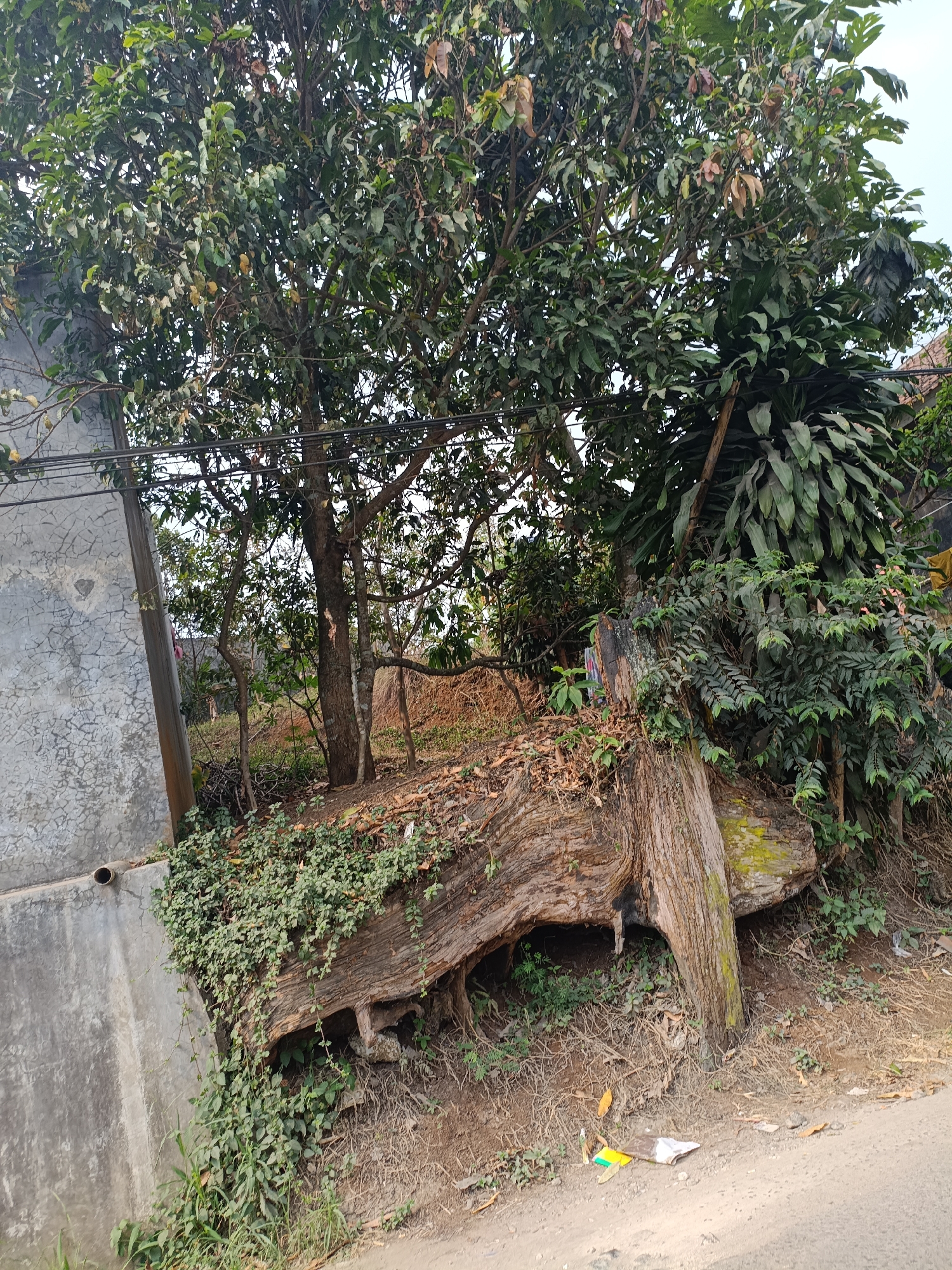 The image depicts a natural scene in Kadununggal, Indonesia, focusing on a large, weathered log in the foreground. The log, covered in green vines and moss, lies on a dirt slope next to a concrete wall with a grey, cracked texture. Behind the log, a mature tree with dense green foliage dominates the frame. Smaller trees and various green plants surround the area. A paved surface, likely a road, is visible at the bottom right. Scattered litter, including paper and plastic, is present on the ground near the log and the road. The overall environment suggests an outdoor, possibly rural or semi-urban, setting with abundant vegetation. There are no people or animals visible in the image. The lighting suggests it is daytime with overcast sky.
