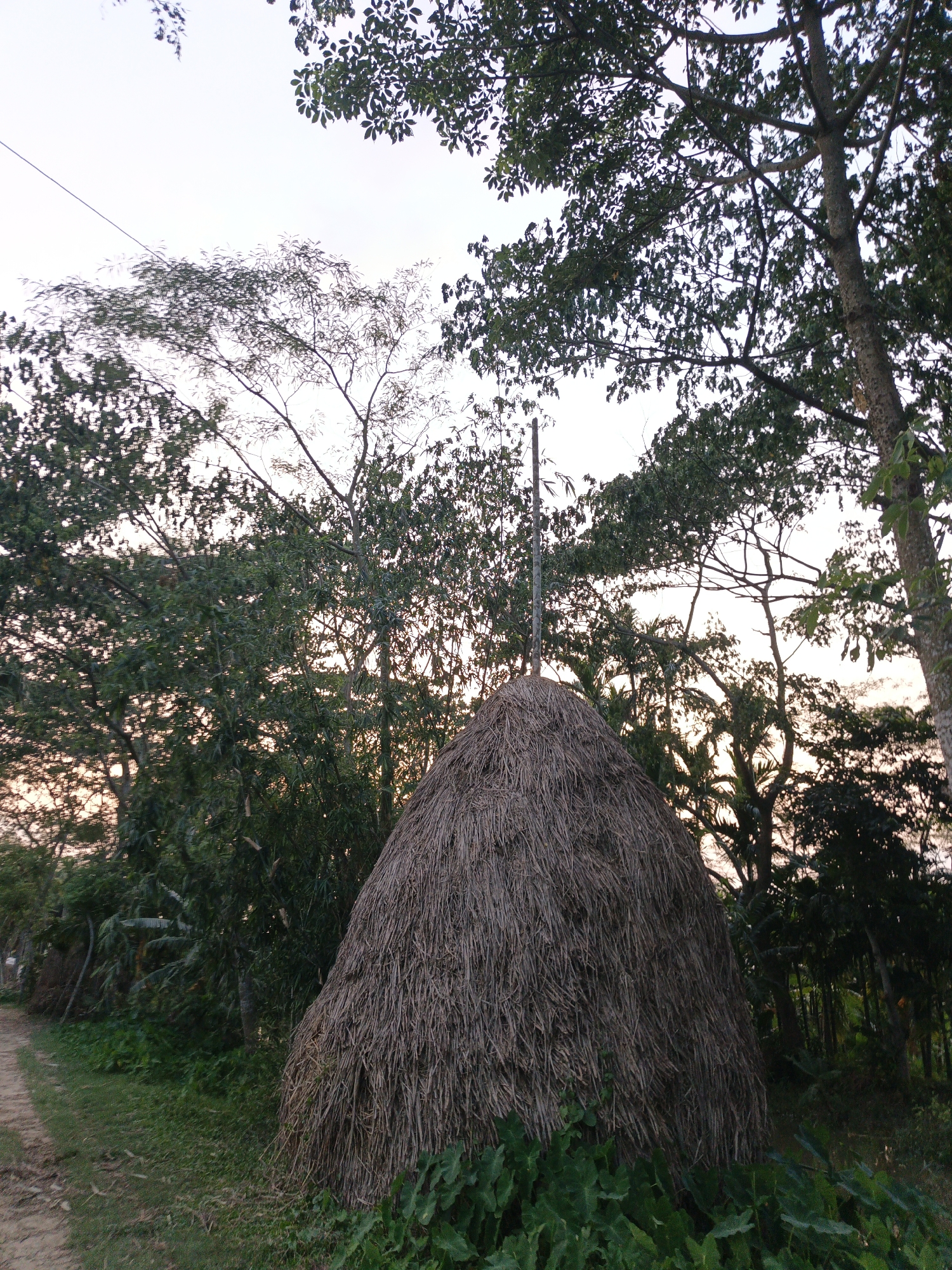 This image depicts a tranquil rural scene, centered around a large, conical stack of dried hay or straw, which stands prominently in the foreground. A slender, dark pole emerges from the top of the hay bale. The ground immediately surrounding the bale is covered with lush green grass and broad-leaved plants.
The background is densely populated with a variety of trees, their branches and foliage filling the upper and mid-sections of the frame. Some trees are distinct, showing individual leaves, while others appear as silhouettes against the sky, which is a soft, muted hue indicative of either dawn or dusk, with glimpses of a warm, yellowish-orange glow filtering through the distant branches. A thin wire, possibly electrical or telecommunication, stretches diagonally across the upper left sky.
To the left of the hay bale, a narrow, unpaved dirt path or road extends into the distance, bordered by more green vegetation and trees. The overall setting suggests a peaceful, agricultural or semi-wild environment, possibly in a region with abundant plant life. There are no people visible, and no discernible text appears in the image.