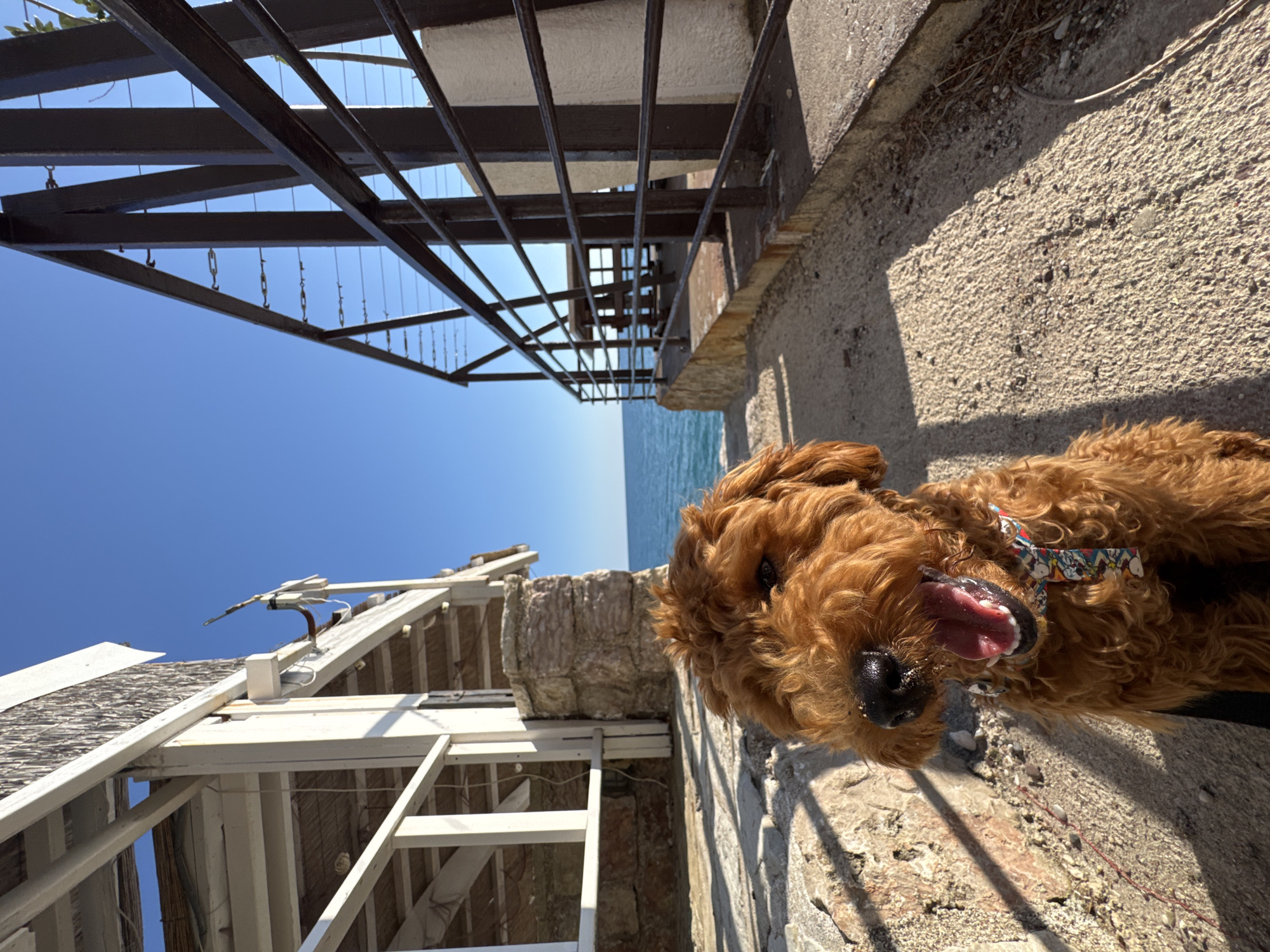 A low-angle, rotated outdoor shot shows a golden doodle dog on a stone ledge, looking at the camera with its tongue out. Behind the ledge, the Adriatic Sea meets a clear blue sky. Above and to the left of the dog are sections of two structures: a dark, metal railing structure on the upper left, and a white-painted wooden structure with a sloped roof on the lower left. The dog is wearing a collar. The location is the coastal village of Zankovići, Montenegro.