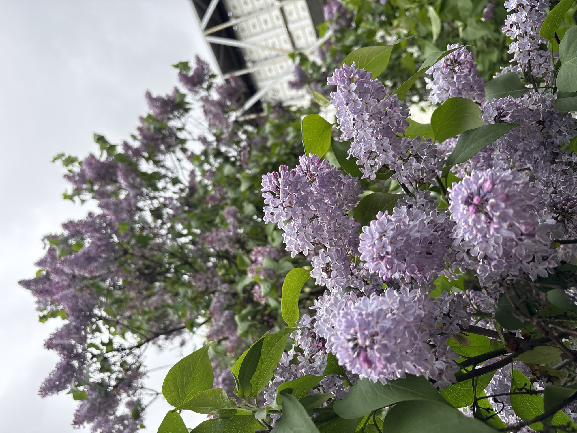 The image shows clusters of lilac flowers with green leaves in the foreground. The flowers are predominantly light purple with hints of pink. In the background, there are more blurred lilac blossoms and a glimpse of a structure with a geometric pattern, possibly a roof or architectural element. The sky is overcast, suggested by the pale gray color visible in the top left. There is no indication of the exact location in Minsk, Belarus, or any people, subjects, objects, actions, or interactions beyond what's visible in the frame.